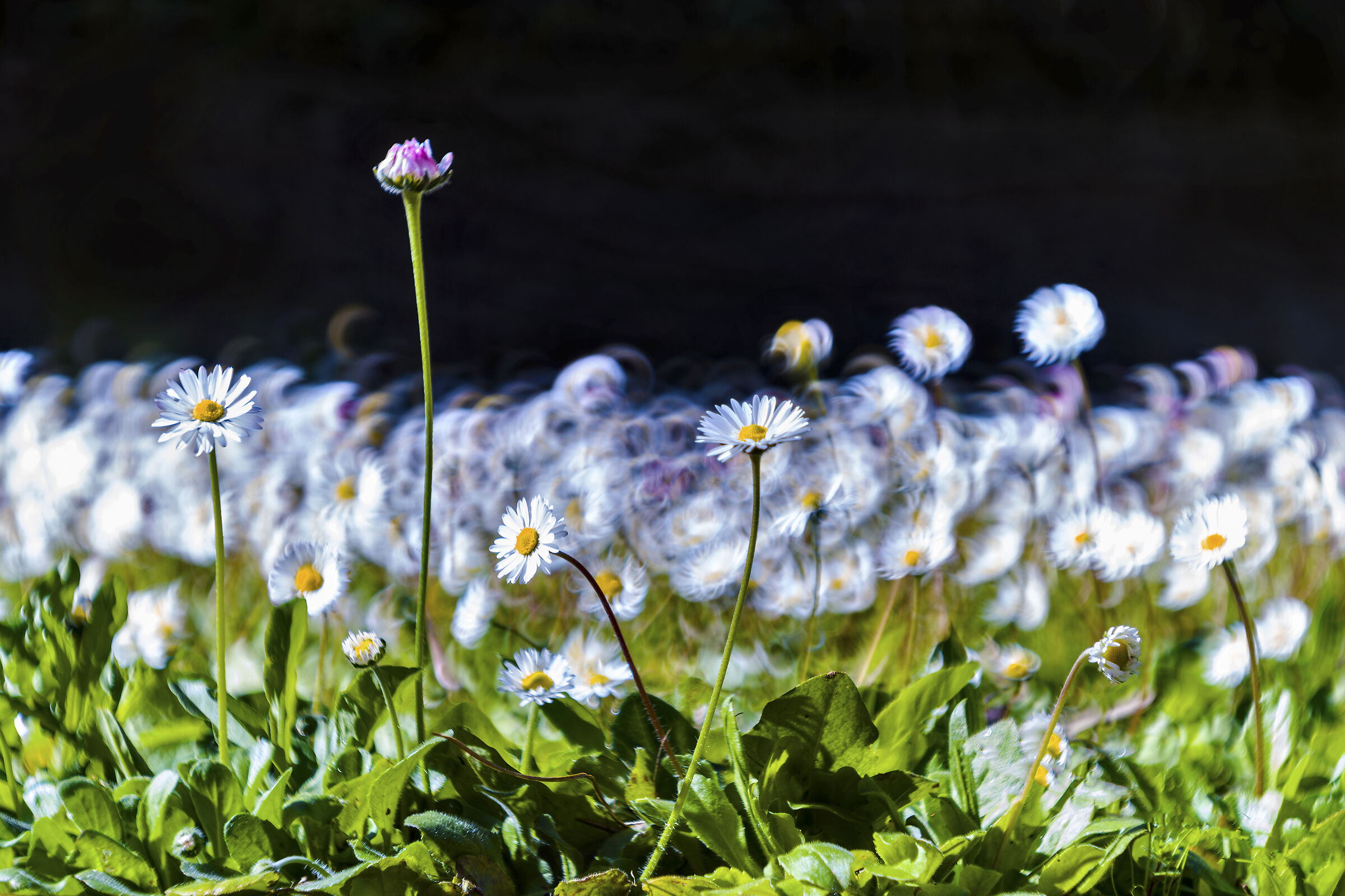 The dance of daisies in spring