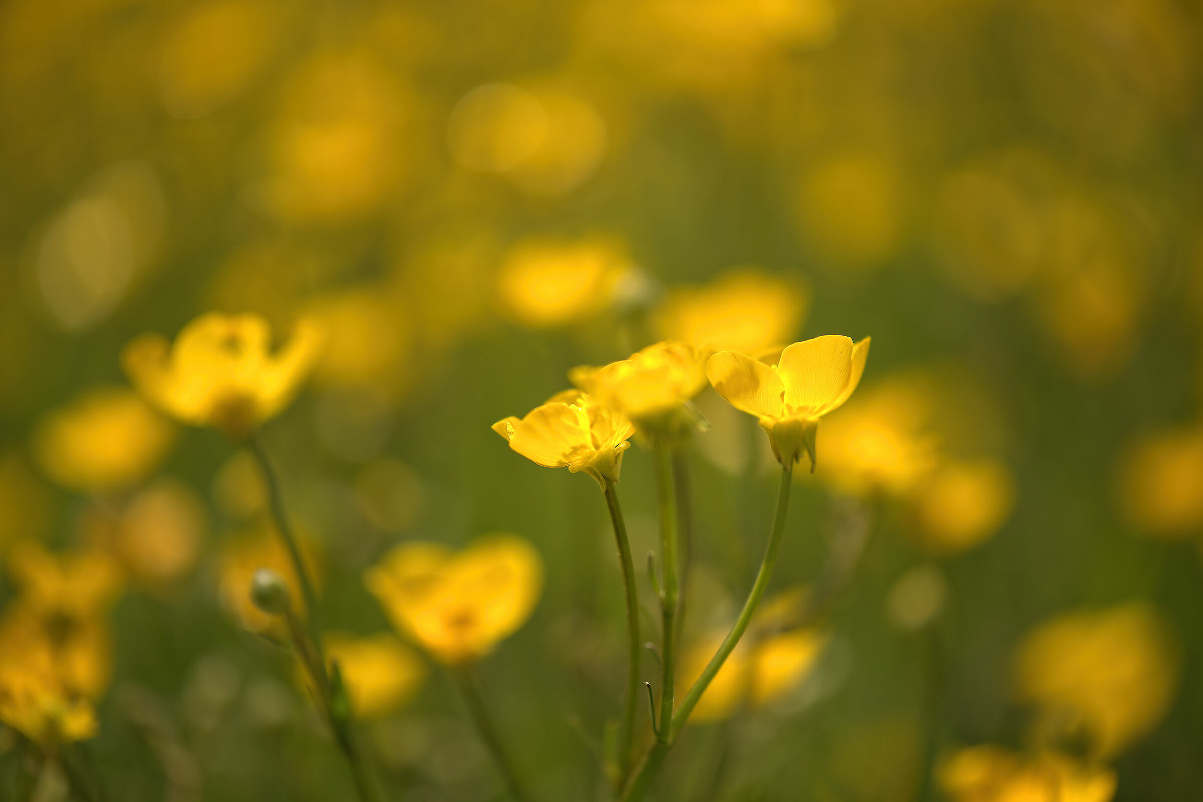 Buttercups