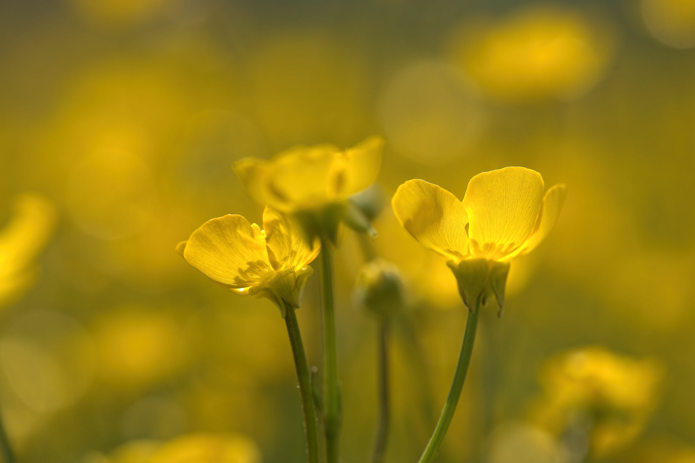Buttercups