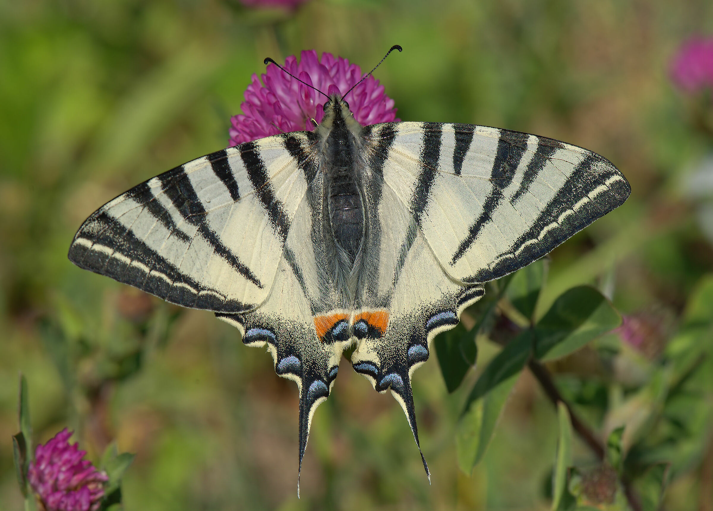 Podalirius Iphiclides