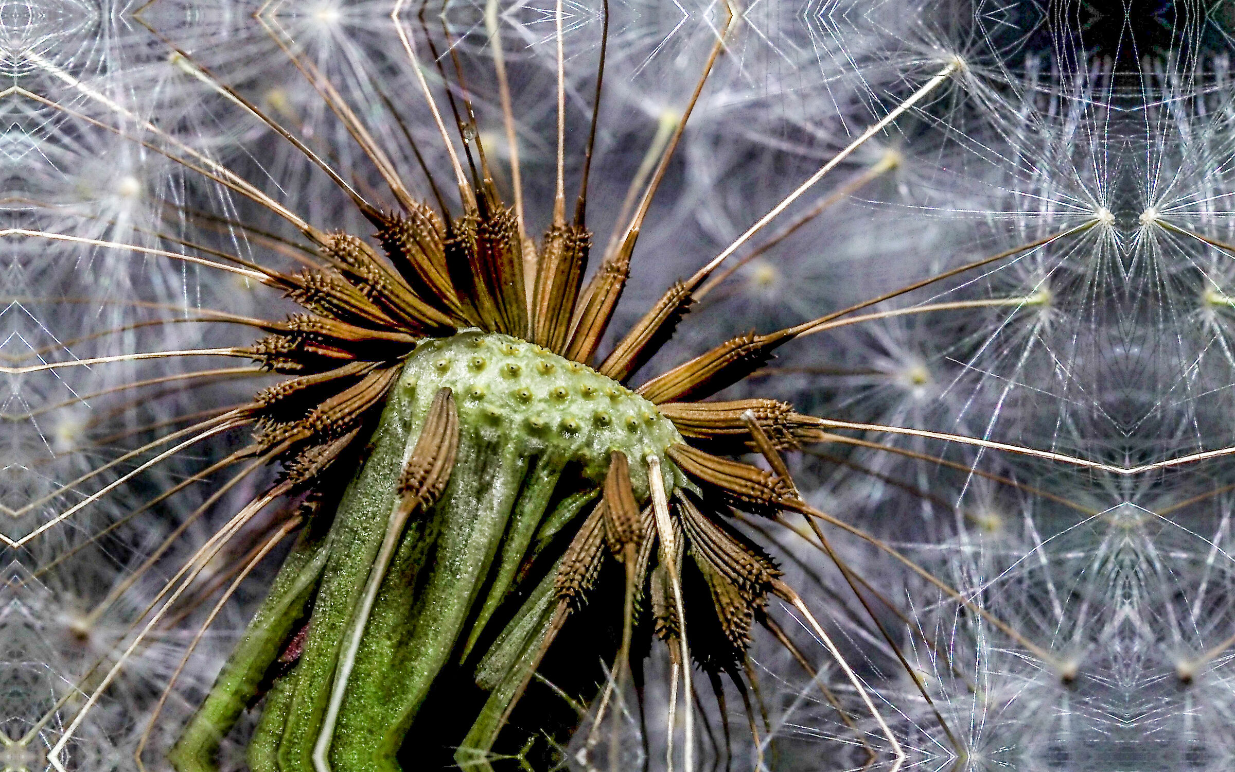 Taraxacum officinale