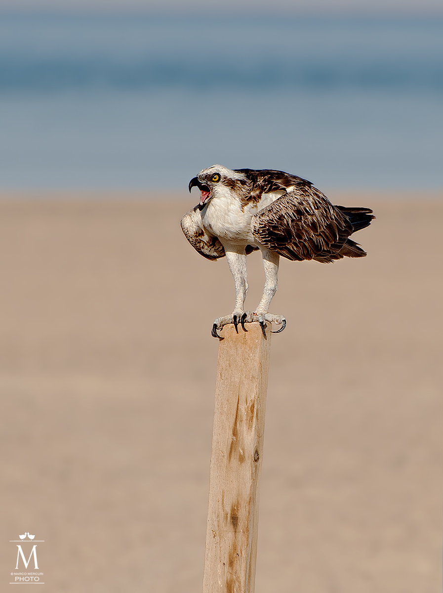 Osprey