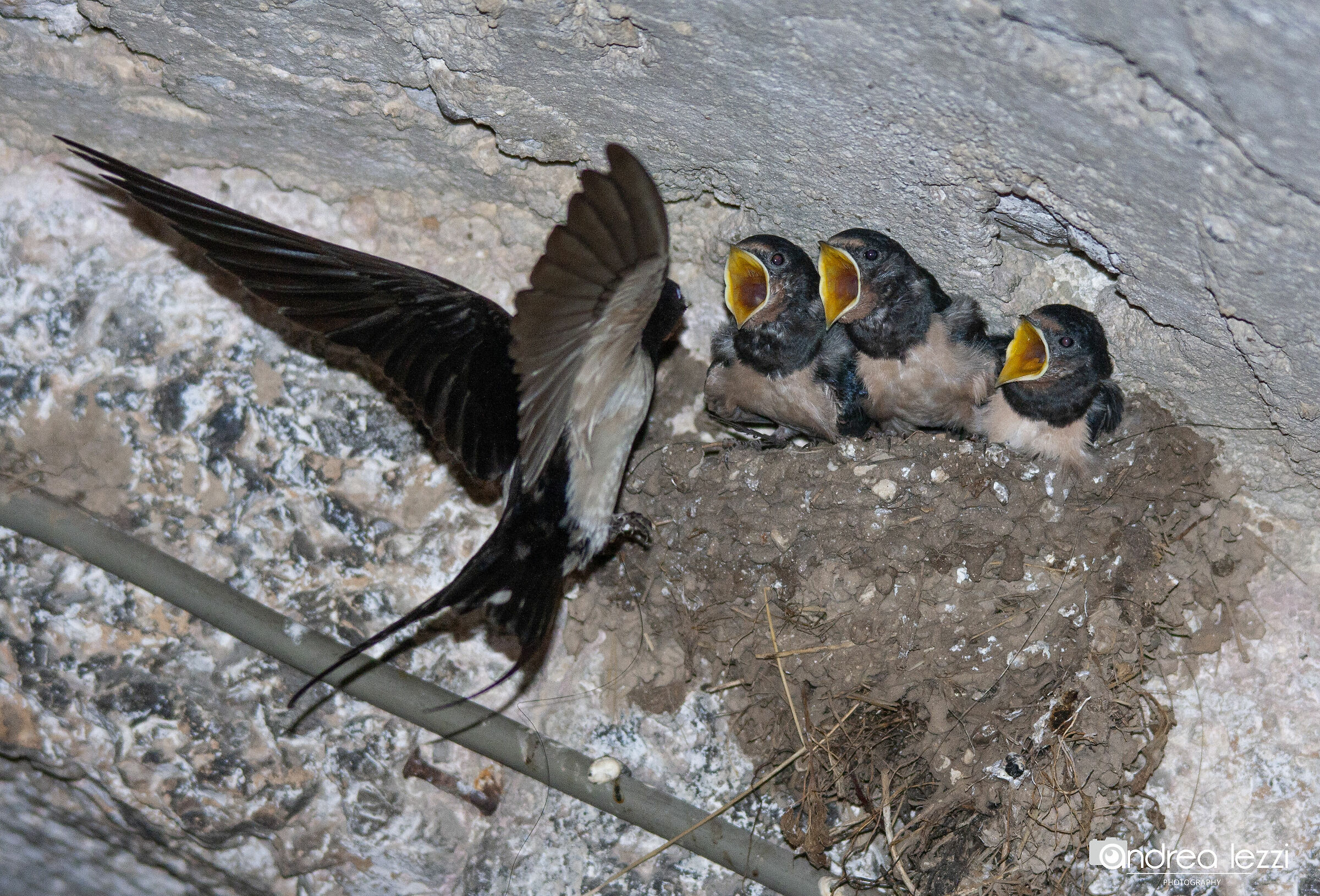 Autorcertificazione : "uscita a fare la spesa"