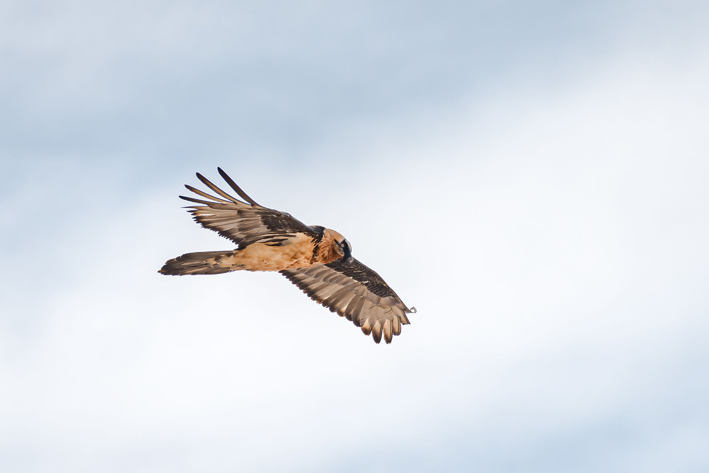 Adult bearded bearded bearded