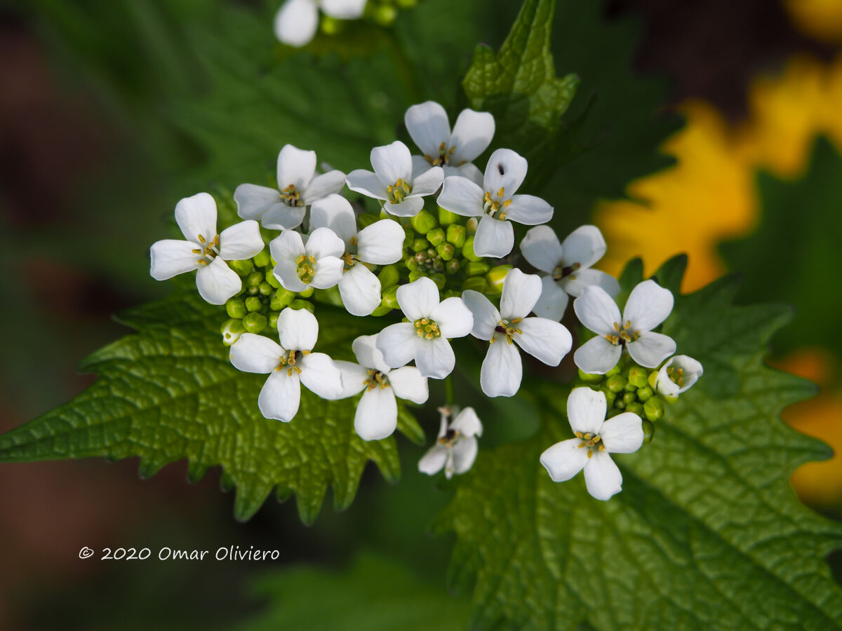 Alliaria officinalis