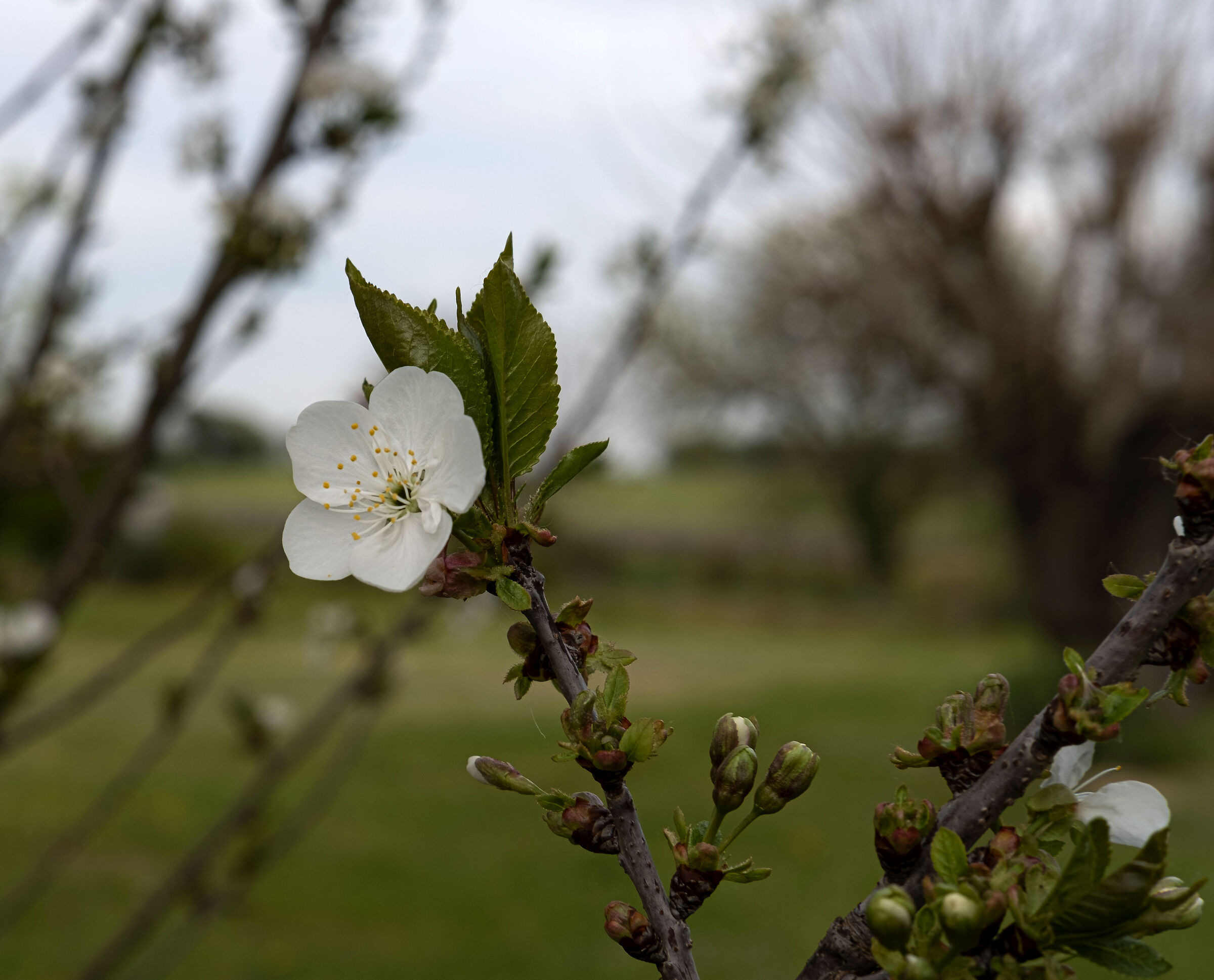 Fiore di ciliegio selvatico