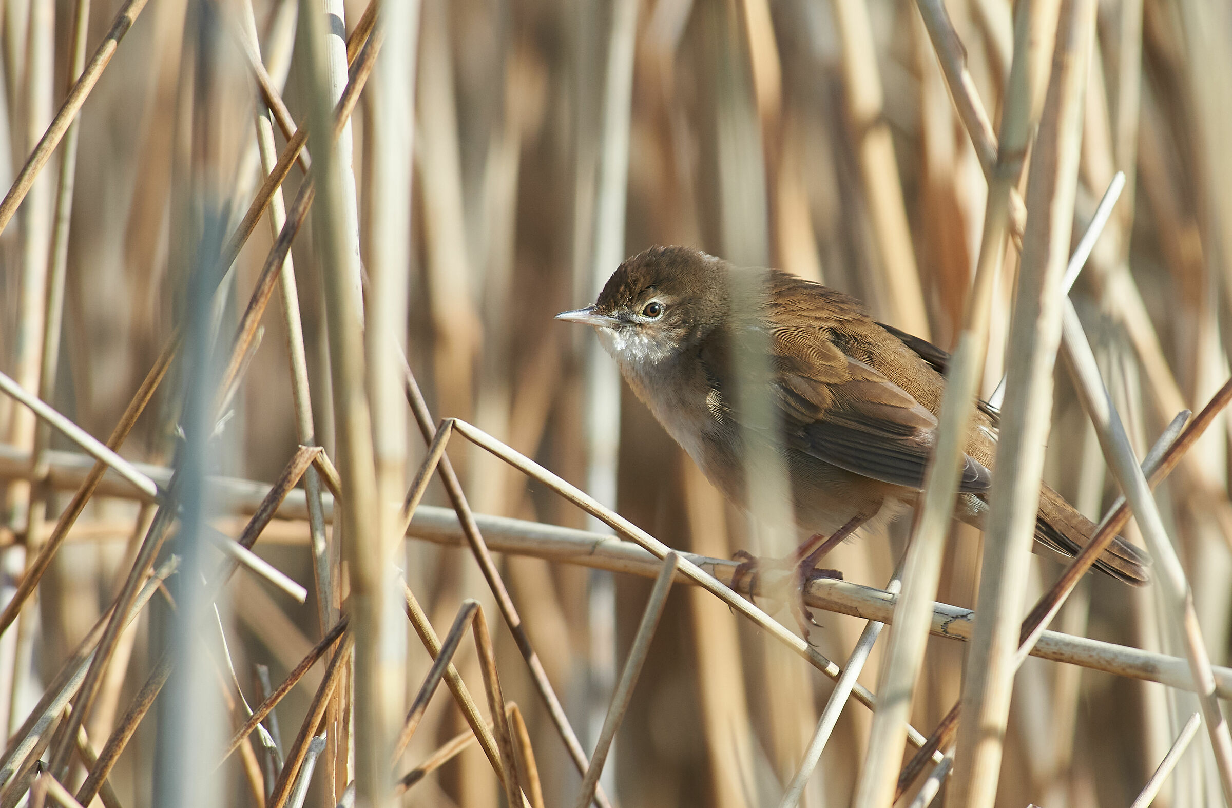 Hidden Savi's warbler