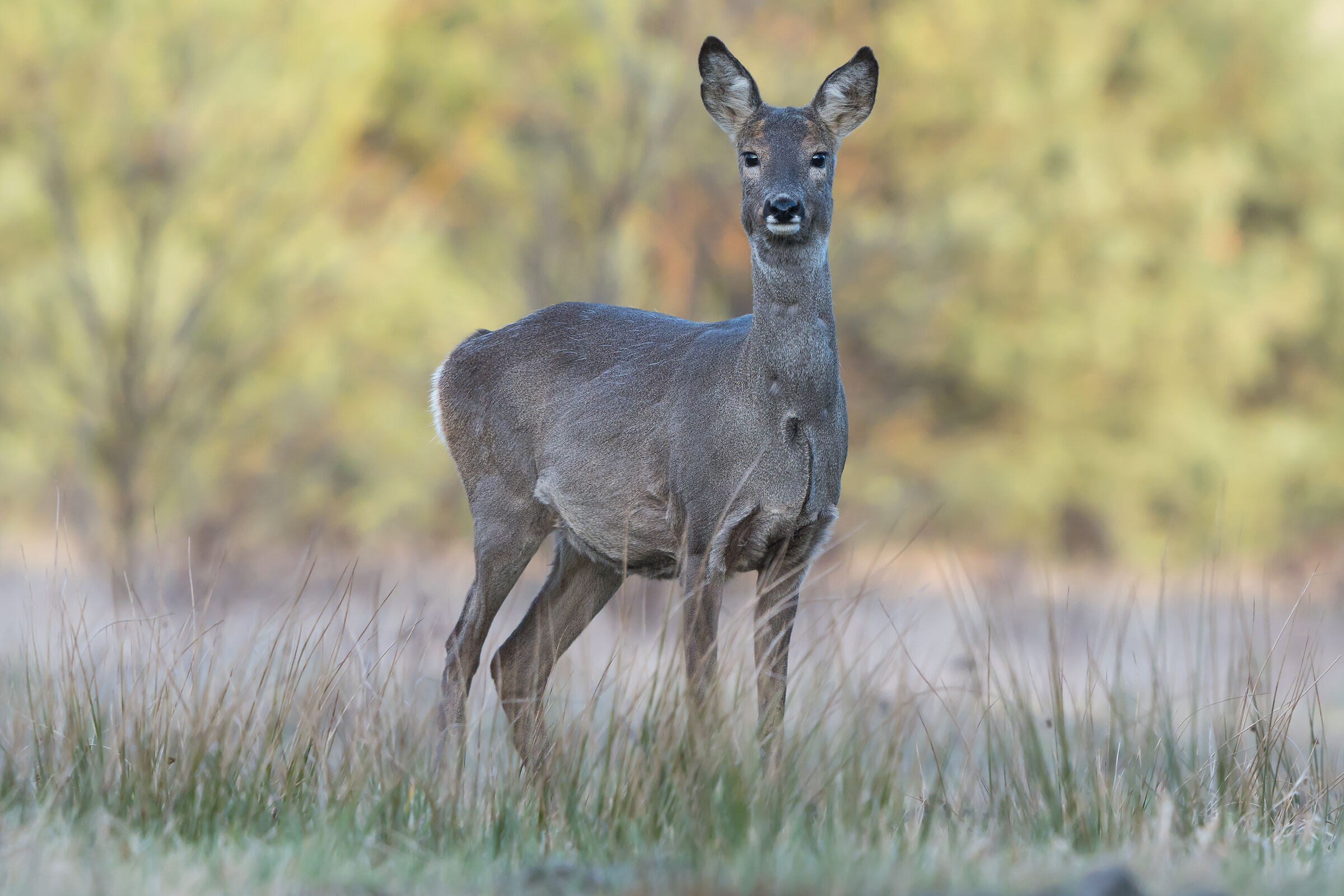 Roe deer (Capreolus capreolus)
