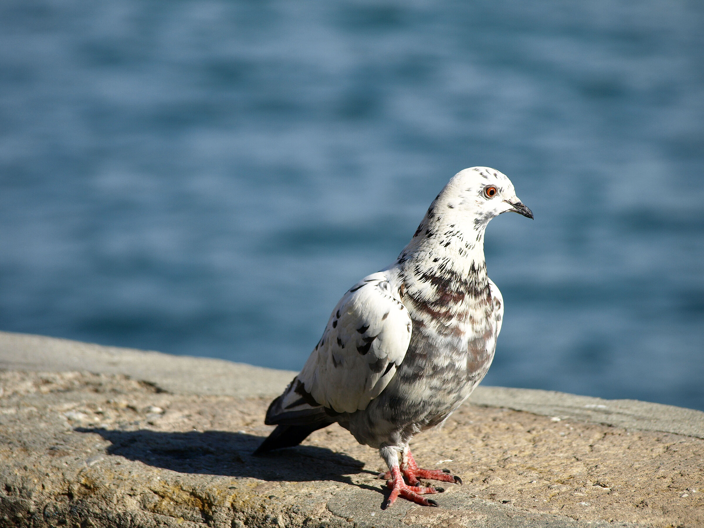 A simple pigeon