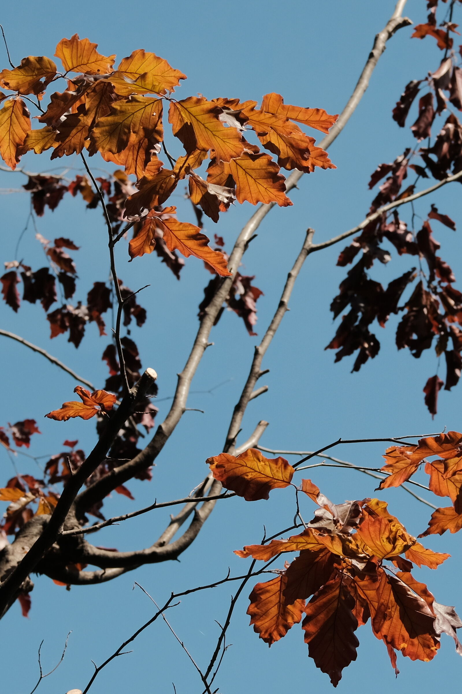 Nature's Colors and Shapes