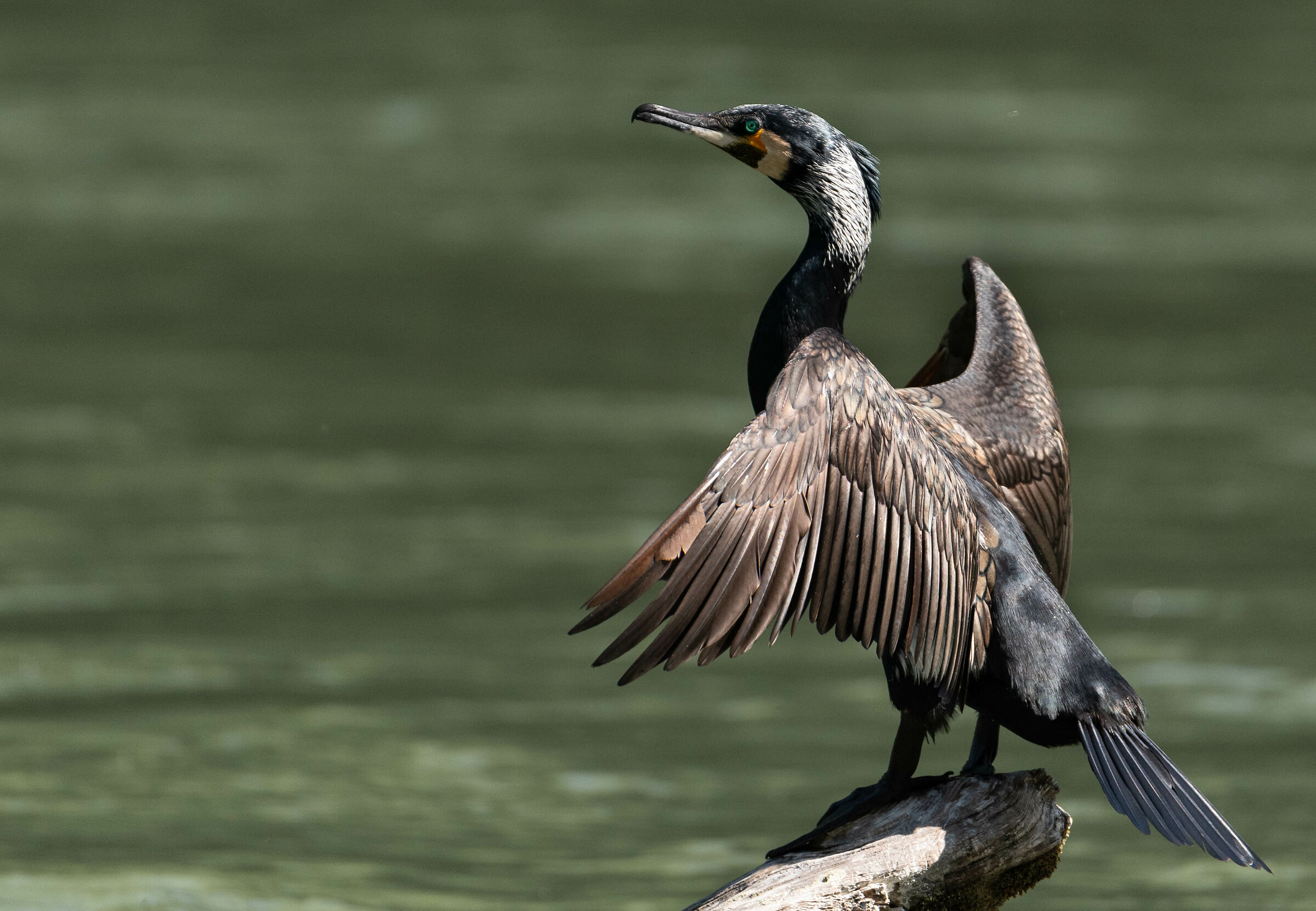 cormorano