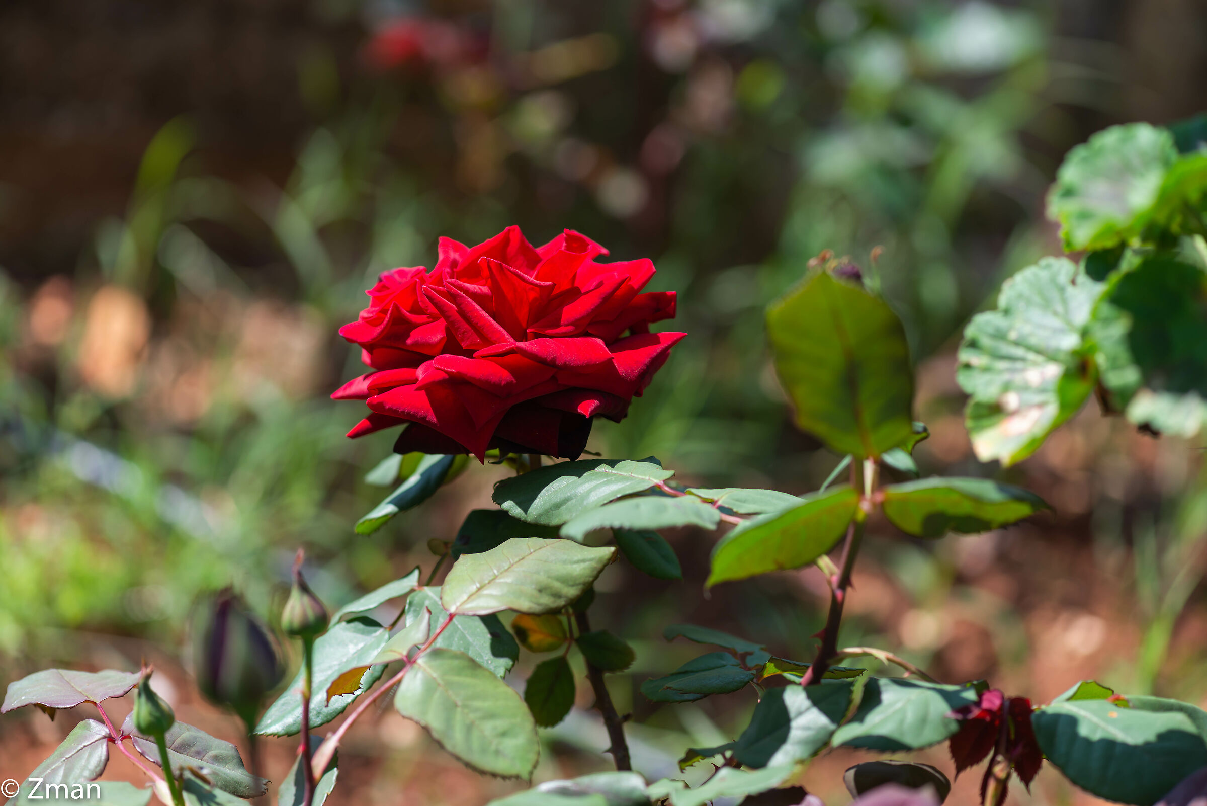 Royal Red Rose