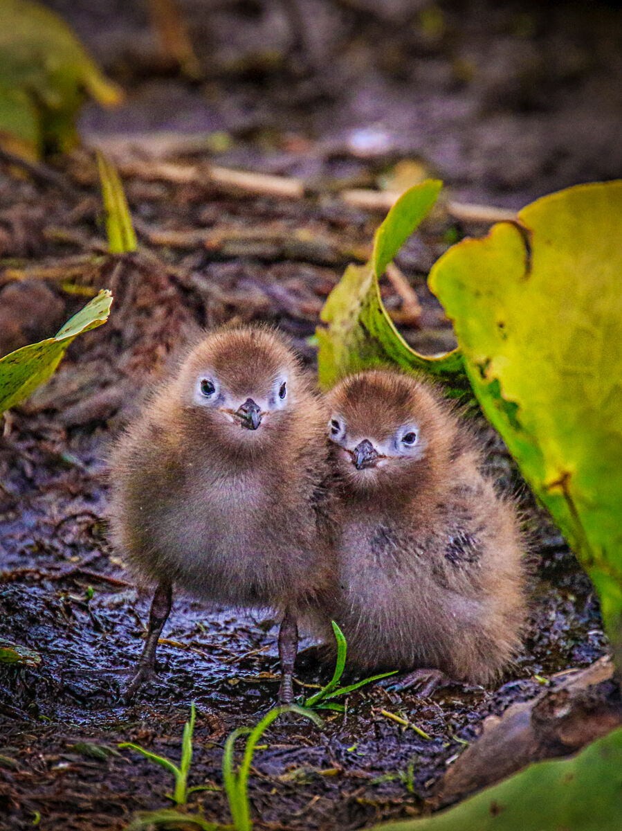 Black Tern Chicks.