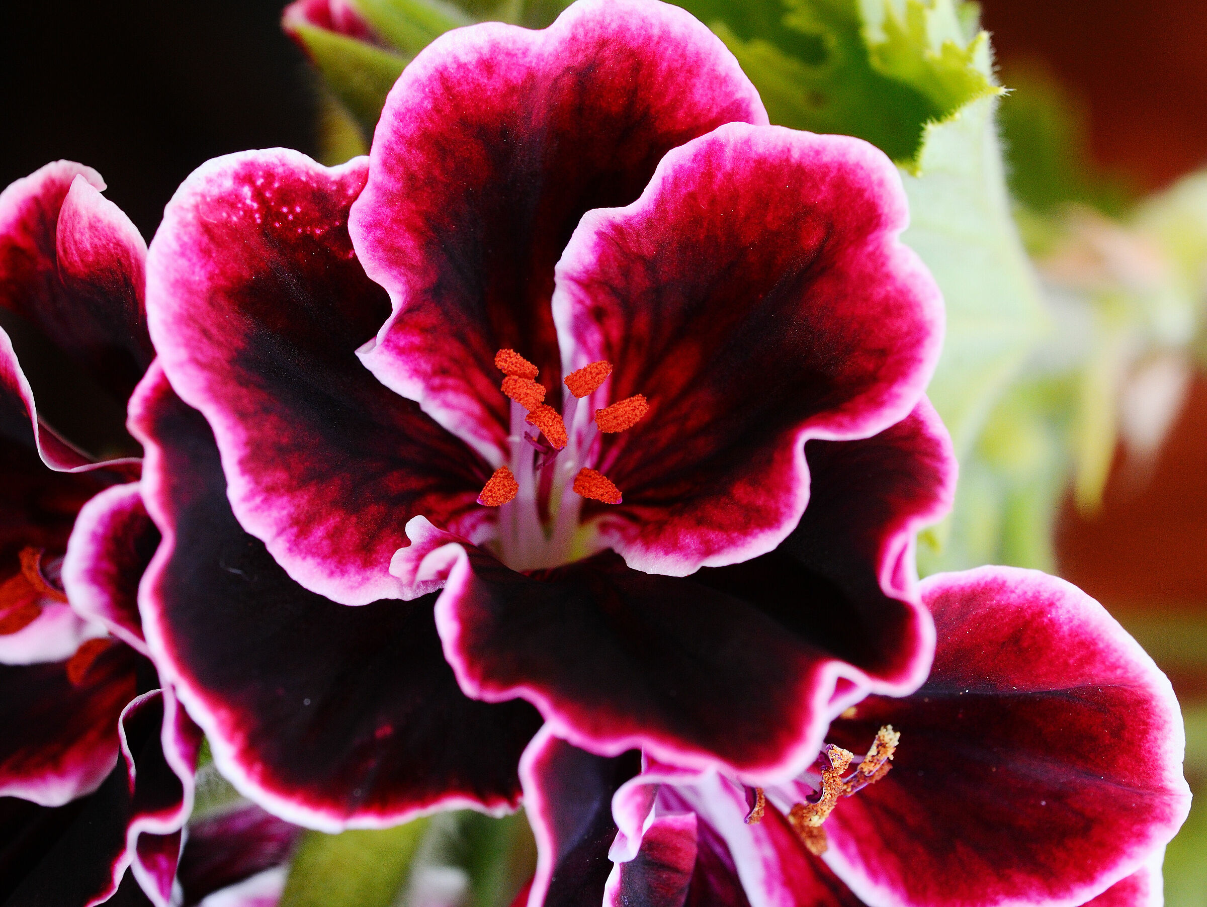 Pelargonium