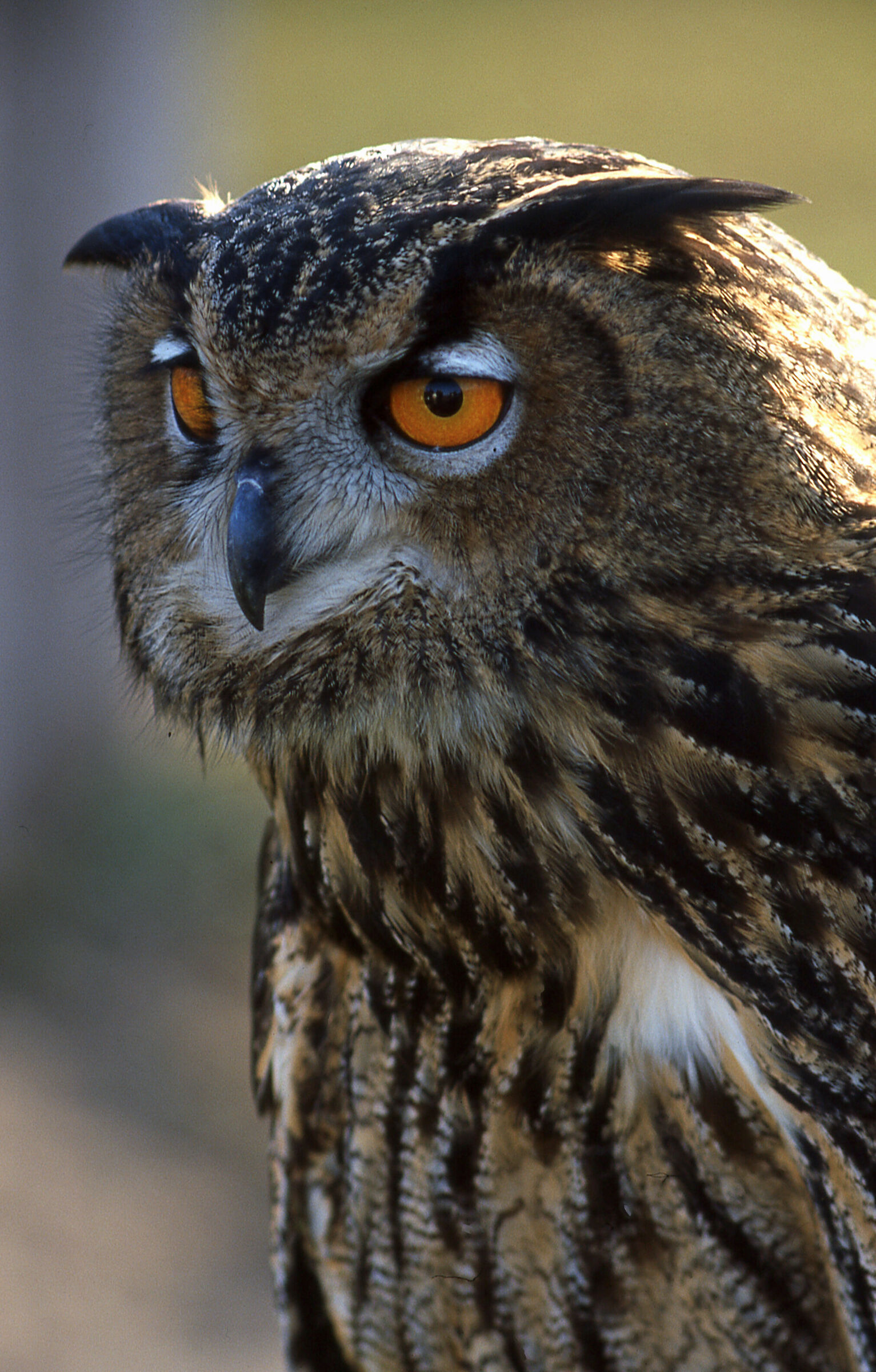 Scansione di una vecchia diapositiva