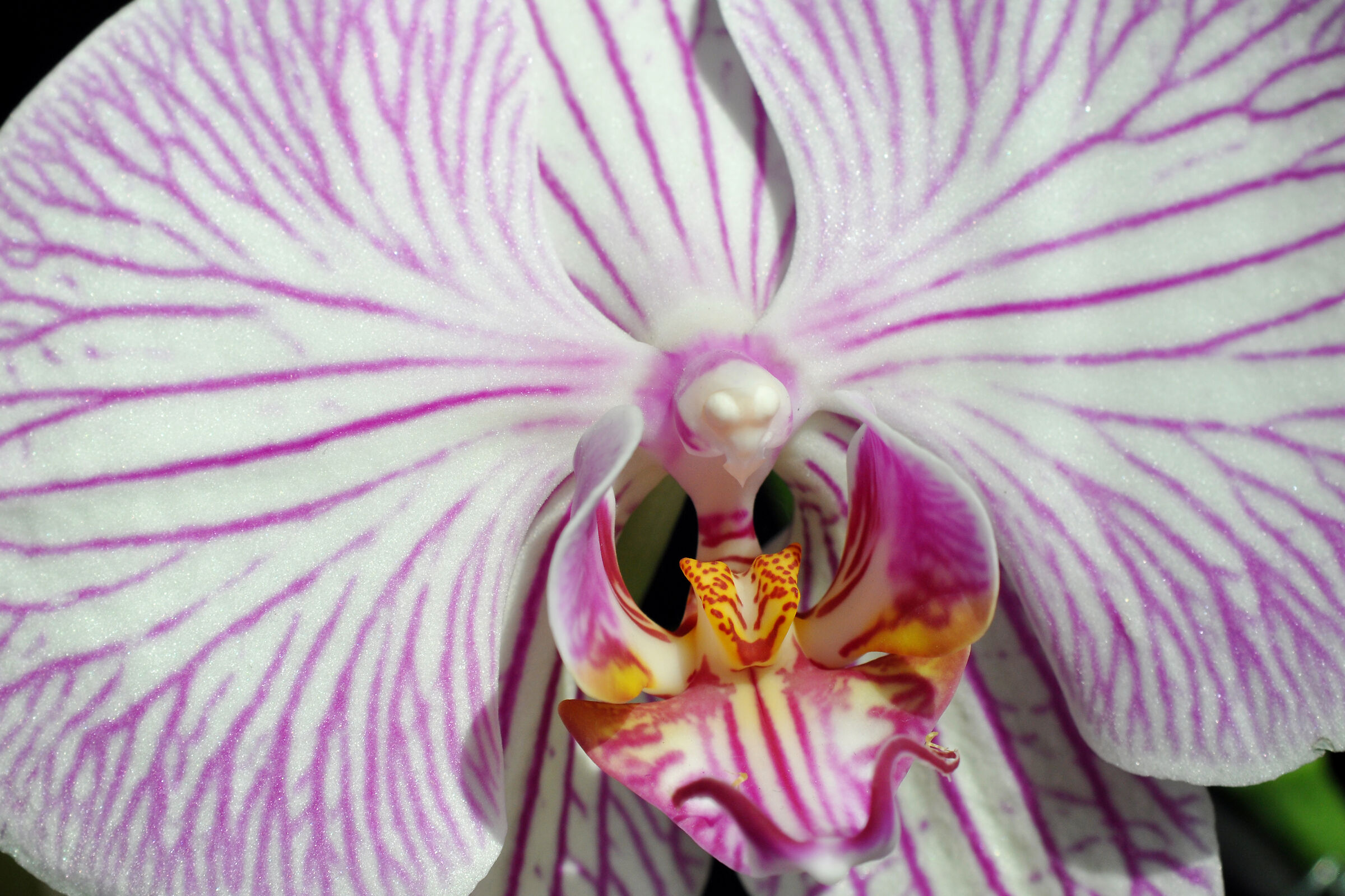 The cat and the seagull