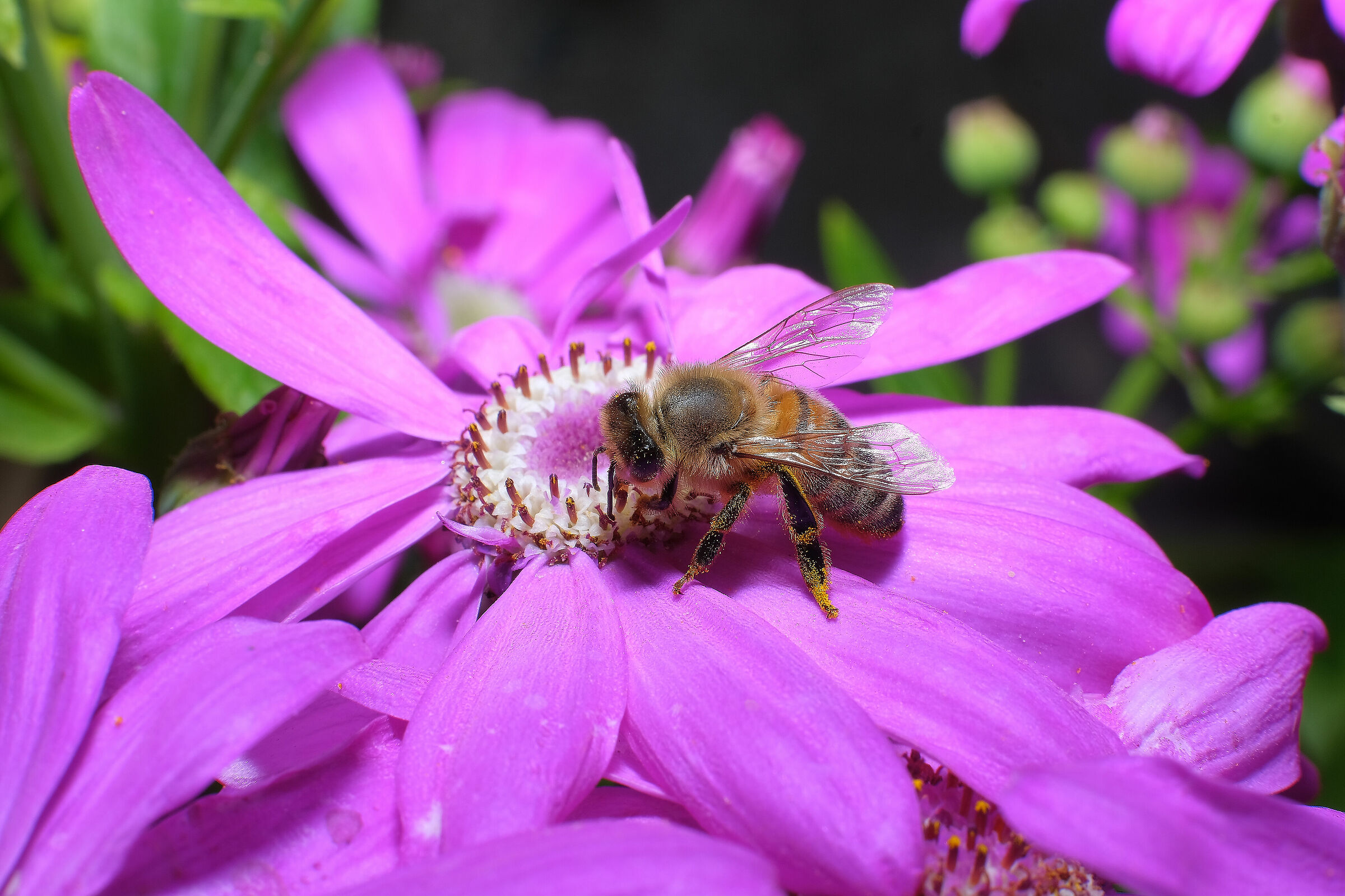 35mm f1.4  + tubo prolunga mcex-16 fuji