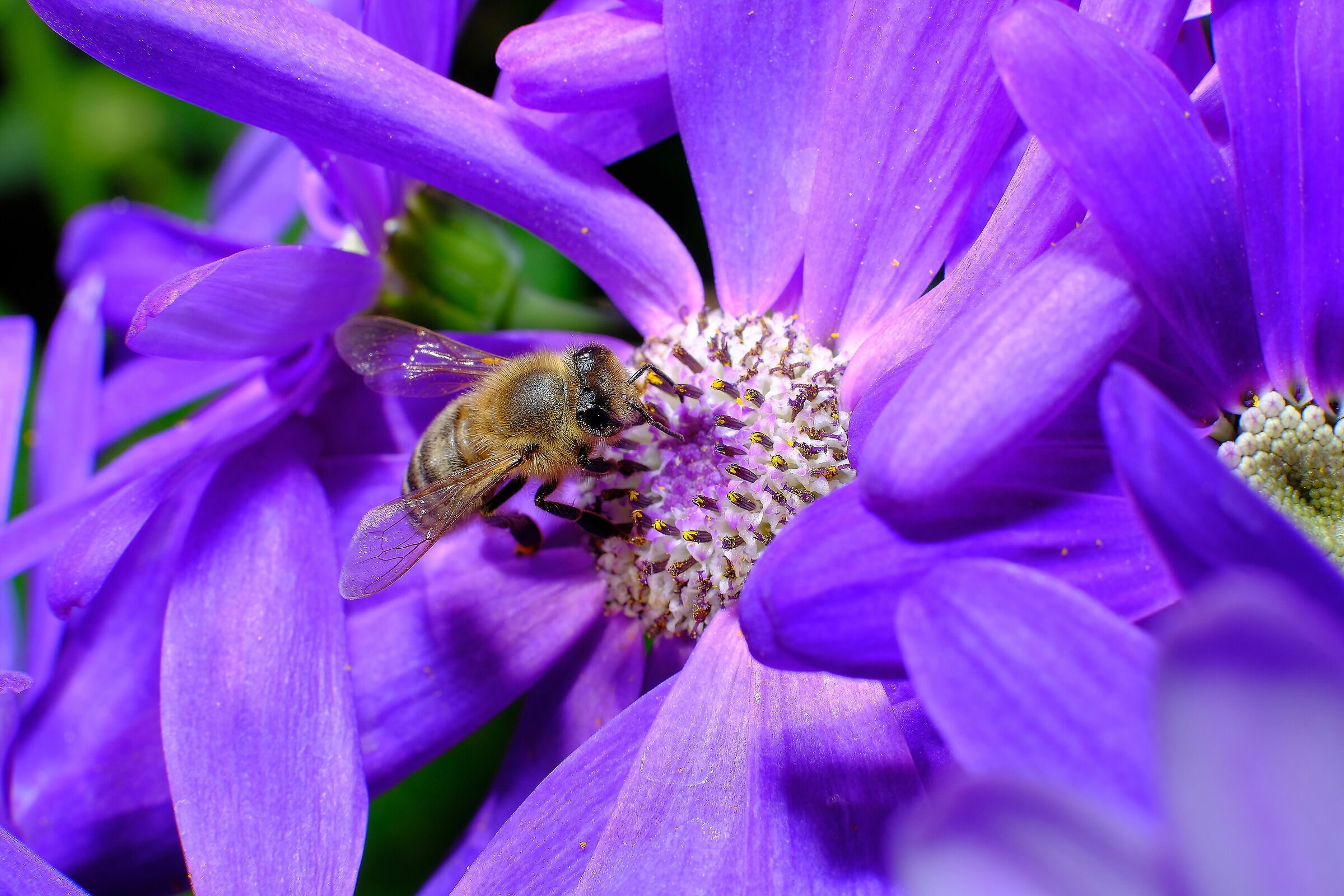 35mm f1.4  + tubo prolunga mcex-16 fuji