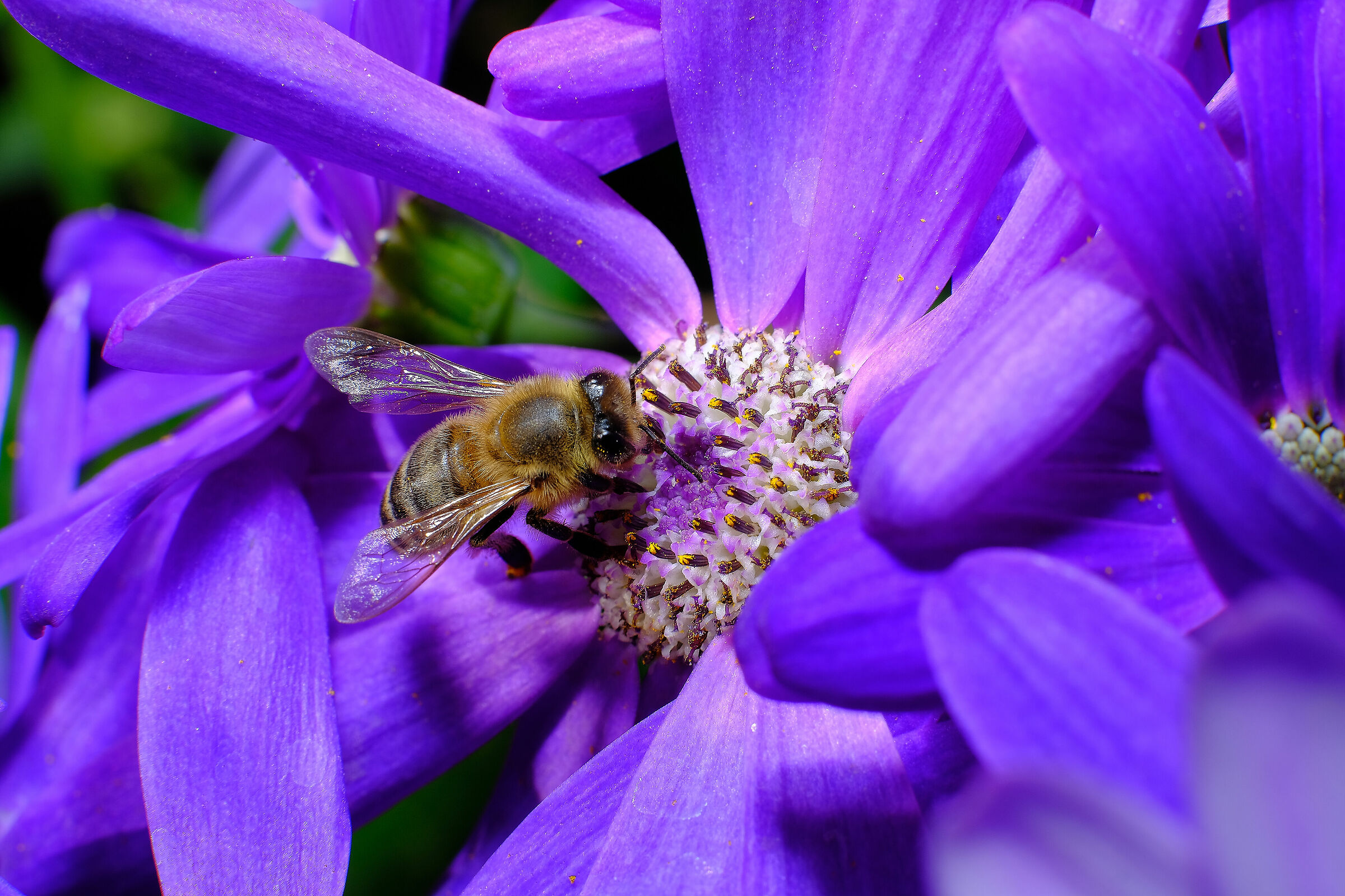 35mm f1.4  + tubo prolunga mcex-16 fuji