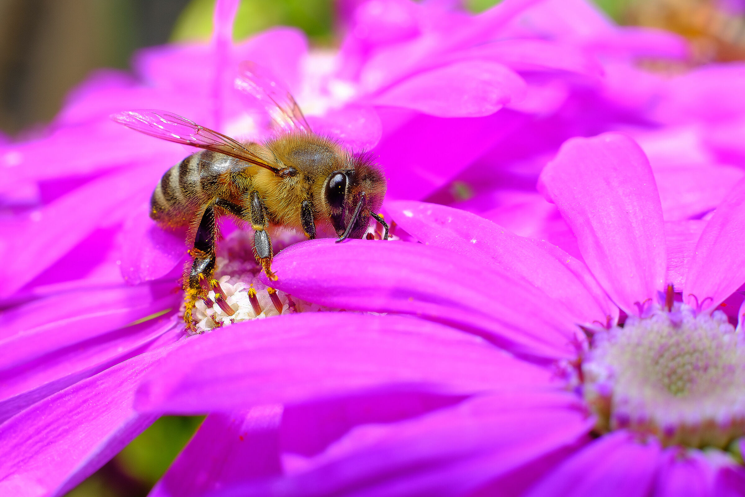 35mm f1.4  + tubo prolunga mcex-16 fuji