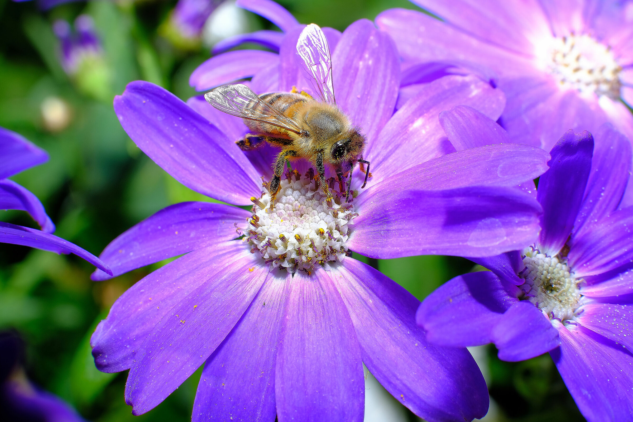 35mm f1.4  + tubo prolunga mcex-16 fuji