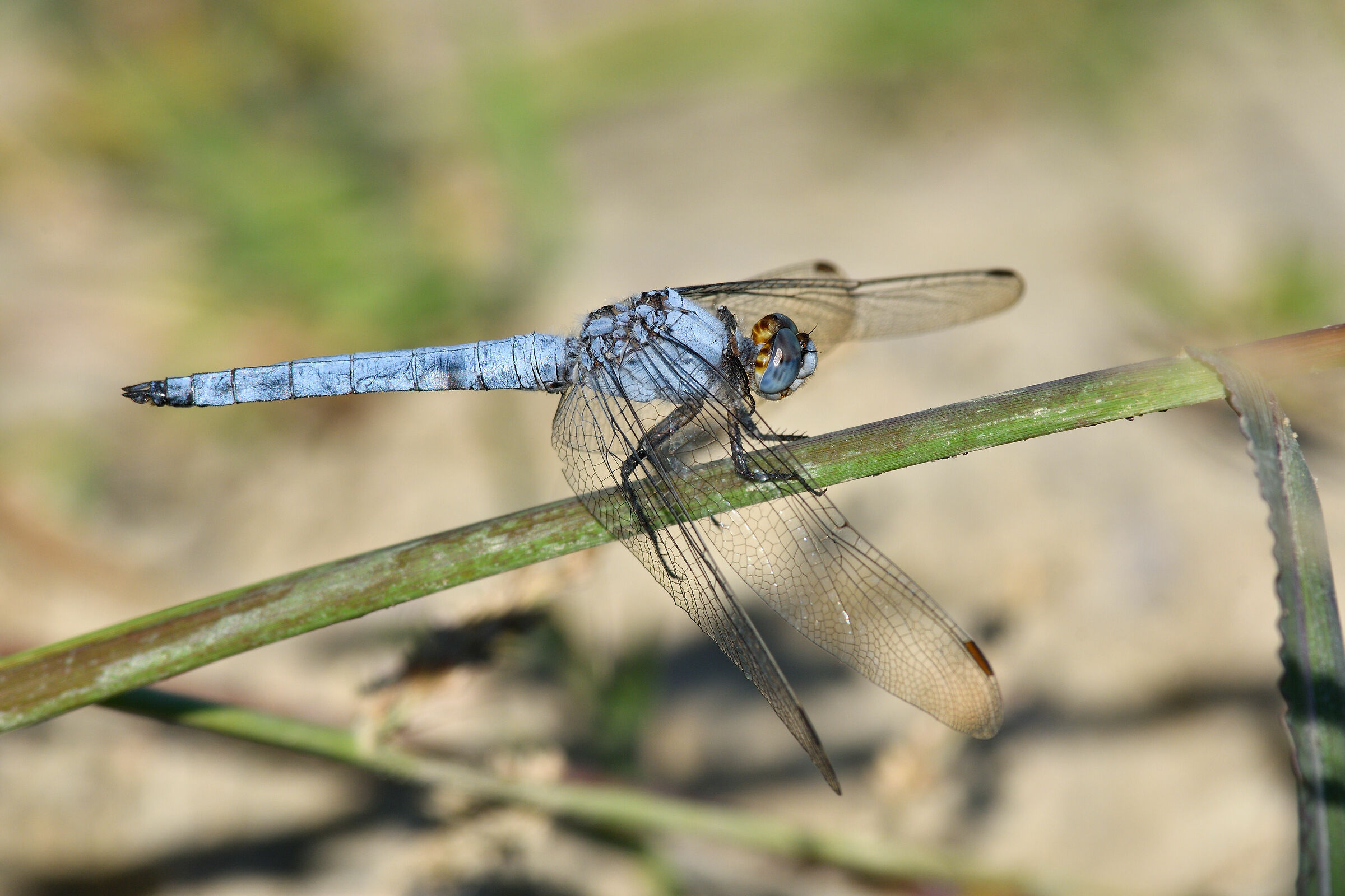 orthetrum brunneum