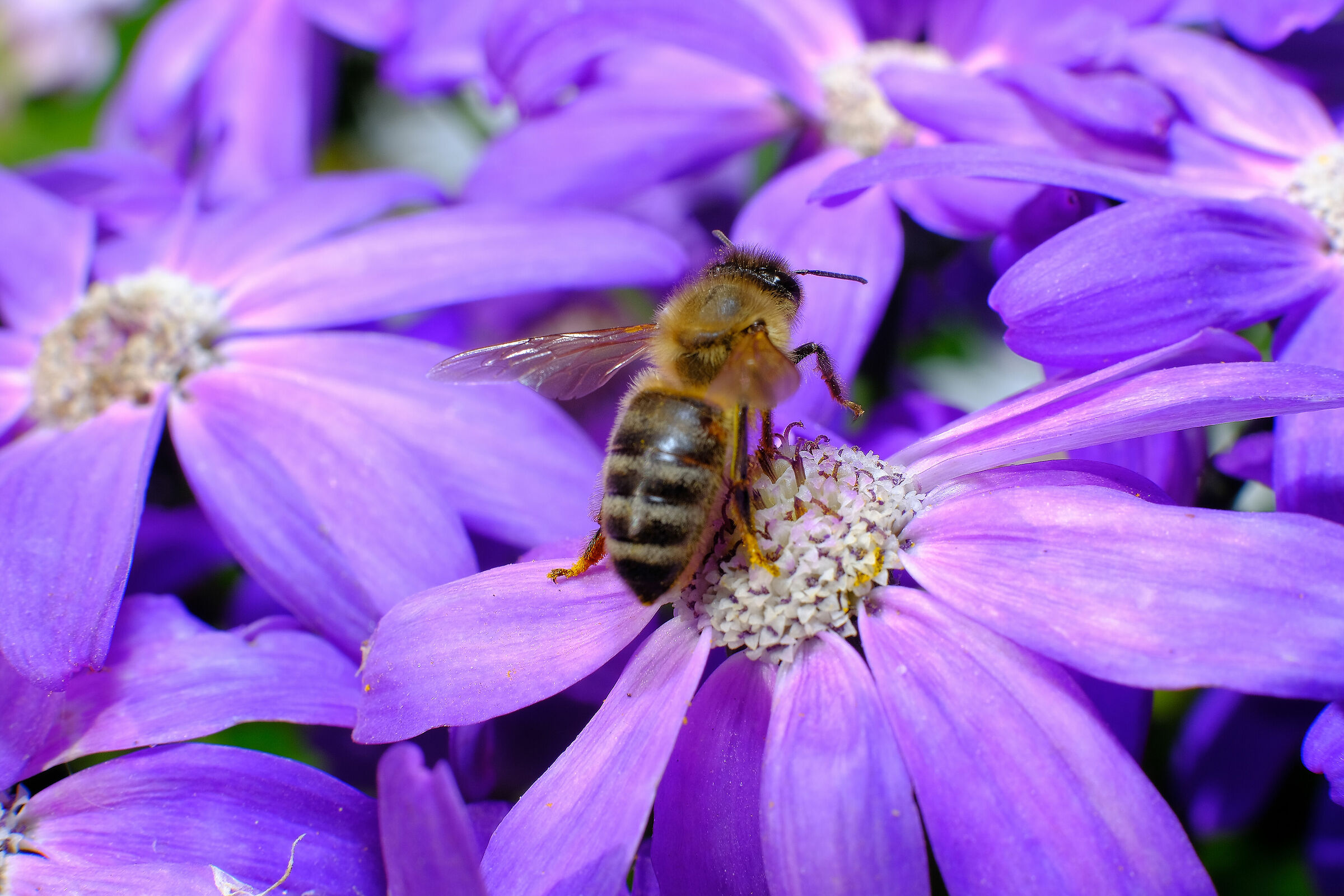 35mm f1.4  + tubo prolunga mcex-16 fuji