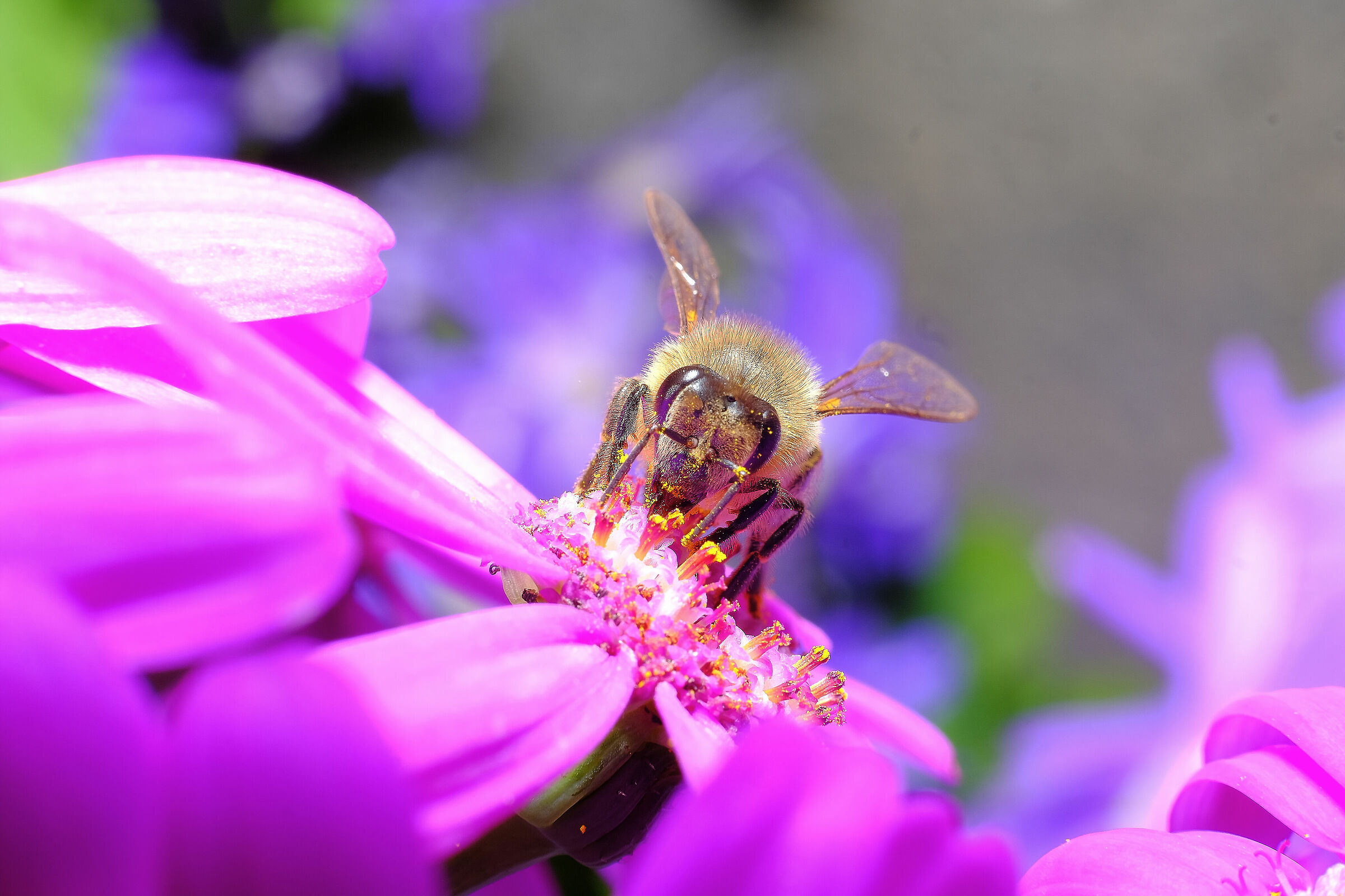 35mm f1.4  + tubo prolunga mcex-16 fuji