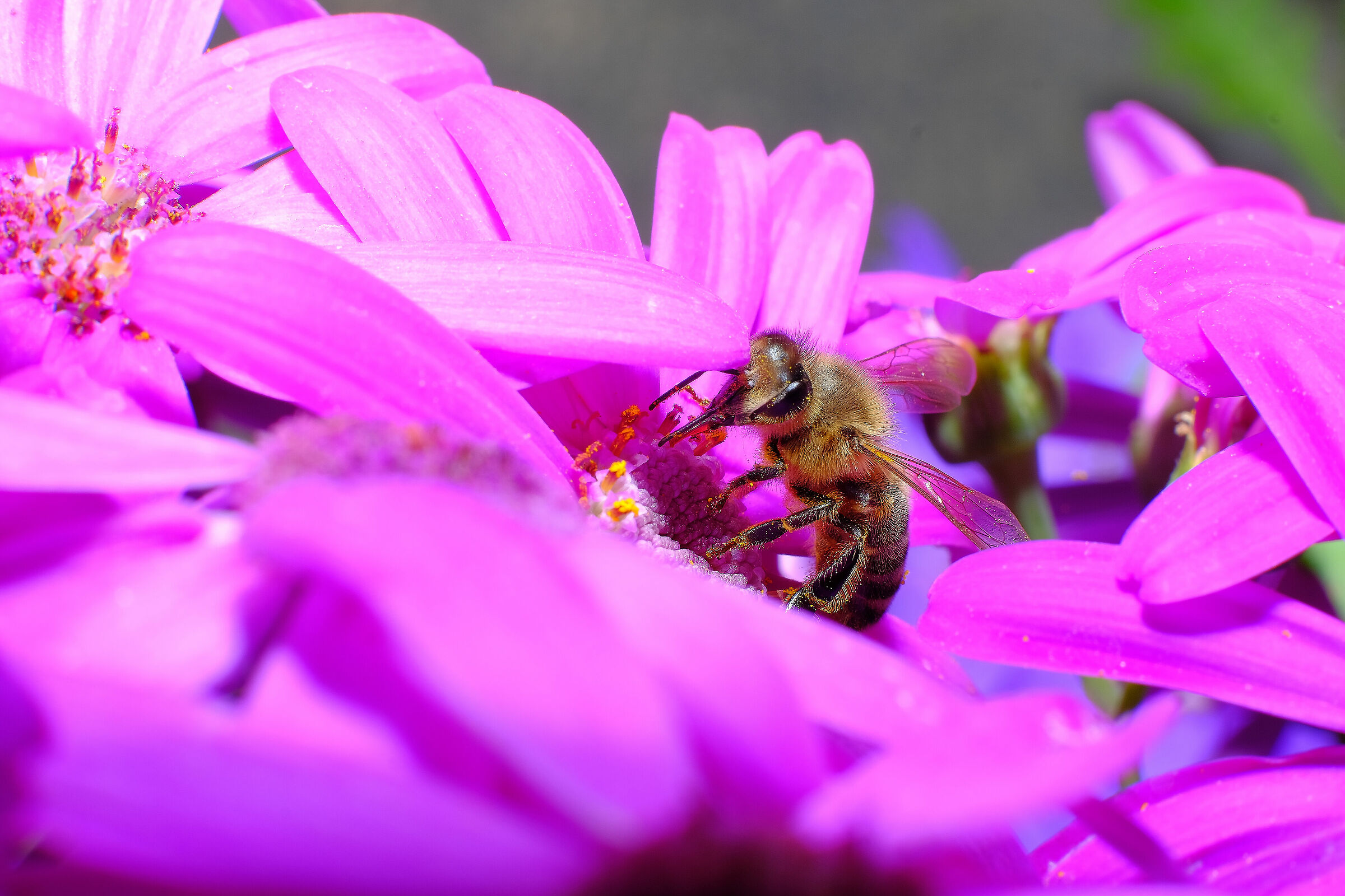 35mm f1.4  + tubo prolunga mcex-16 fuji