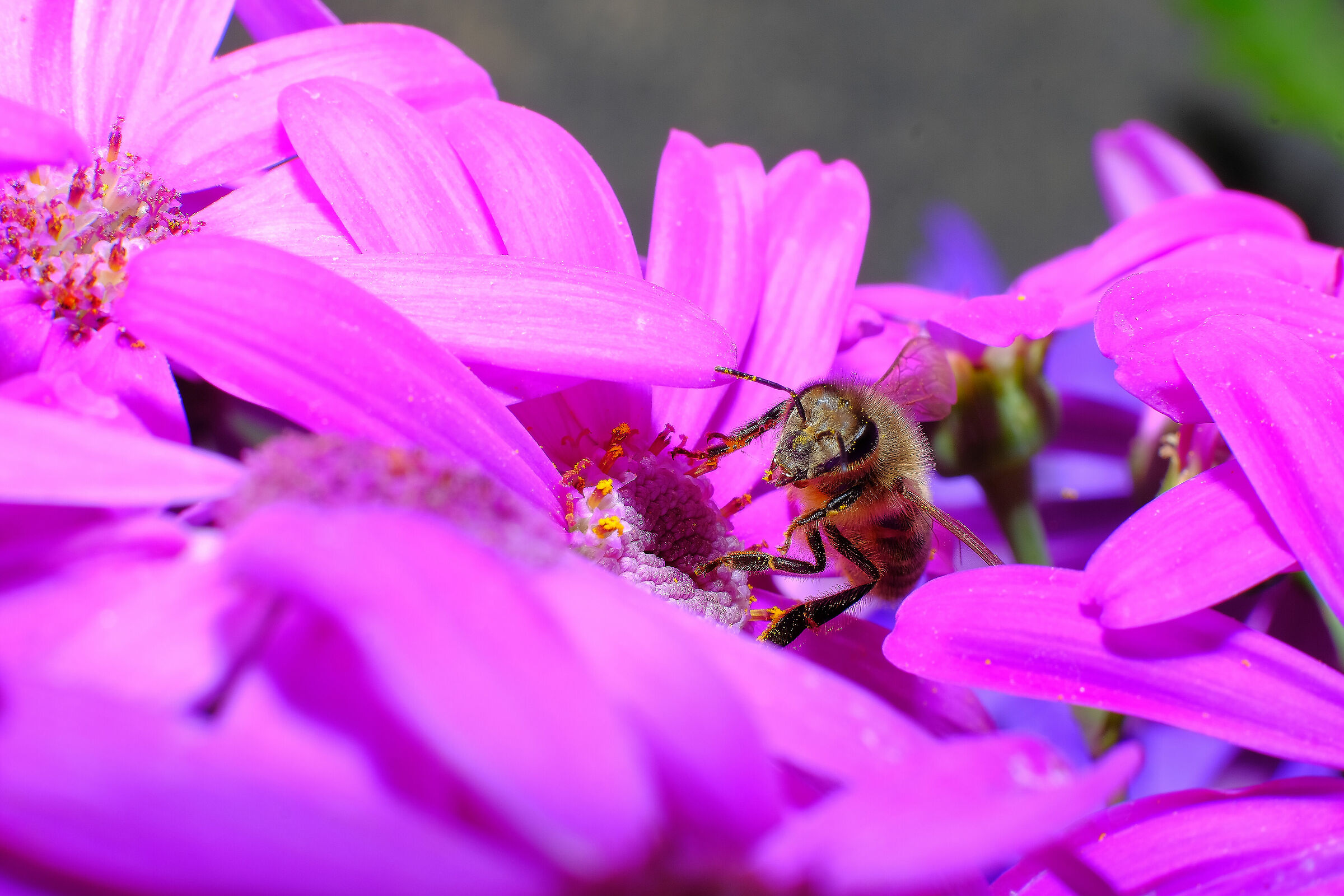 35mm f1.4  + tubo prolunga mcex-16 fuji