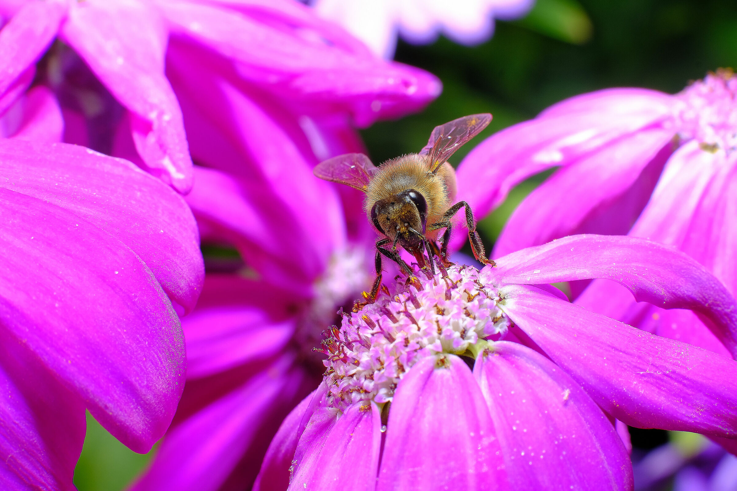 35mm f1.4  + tubo prolunga mcex-16 fuji