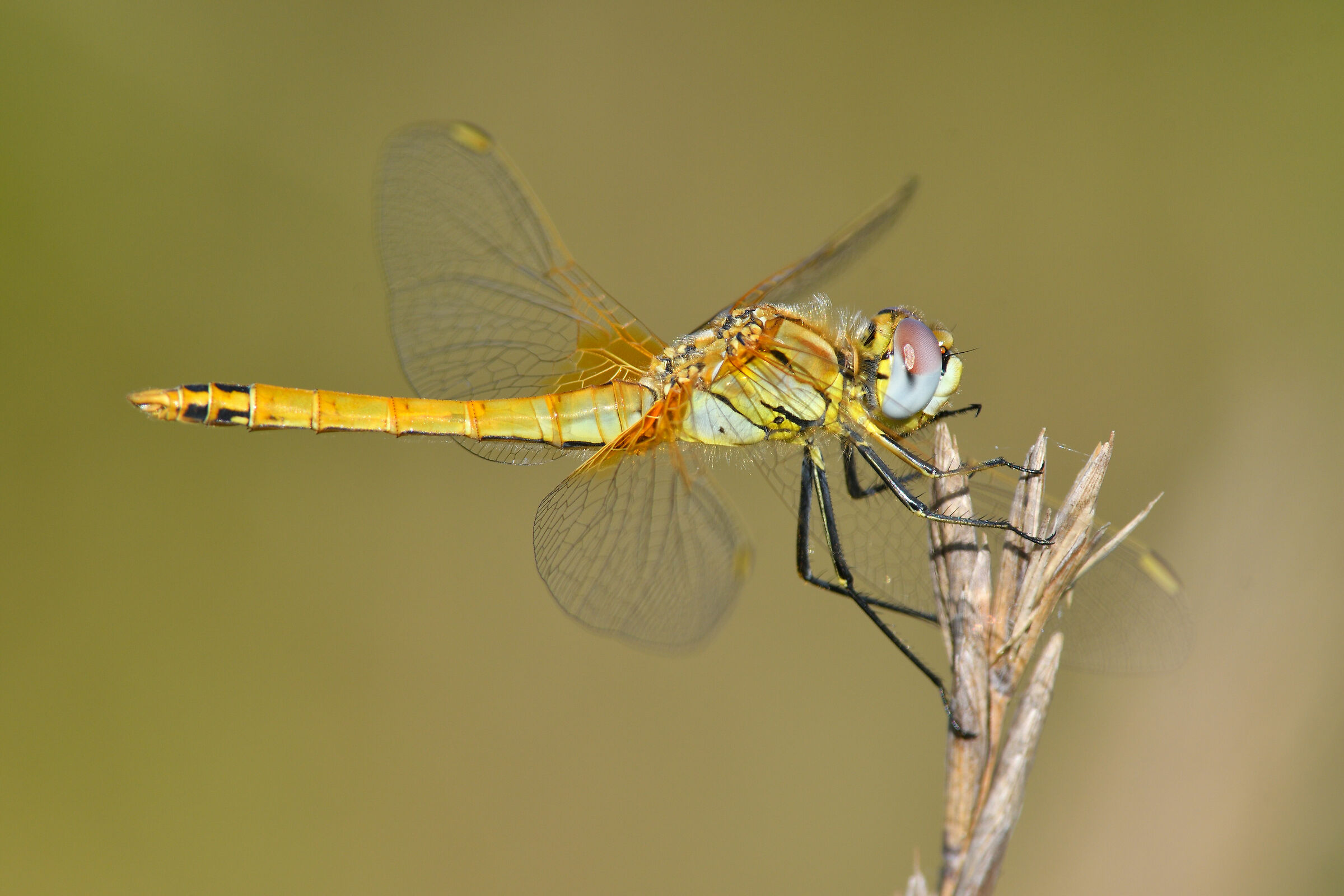 sympetrum fonscolombii female