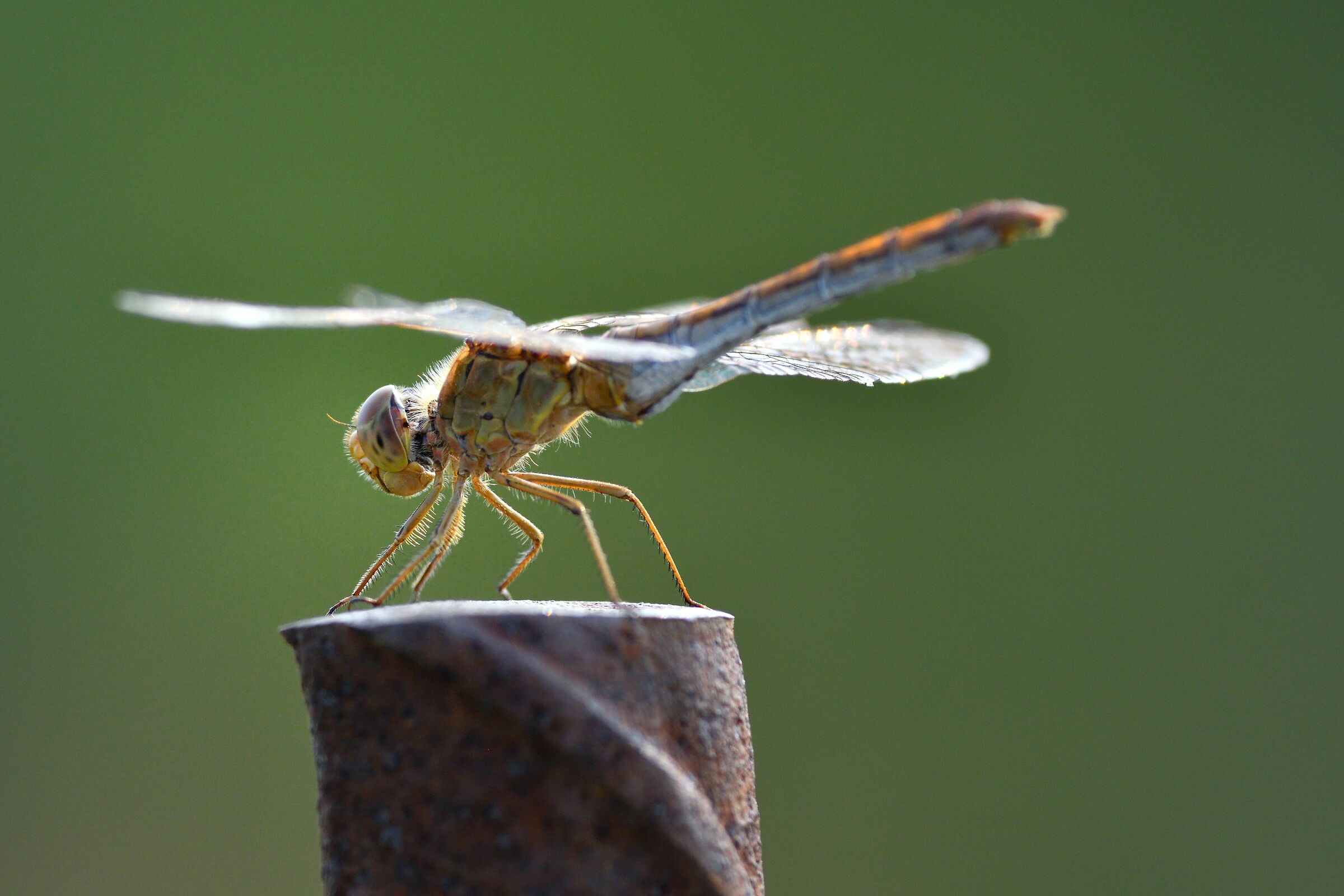 sympetrum southern female