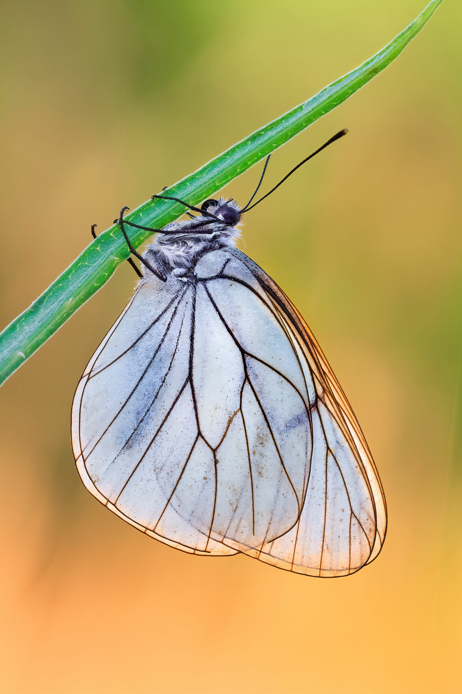 Aporia crataegi