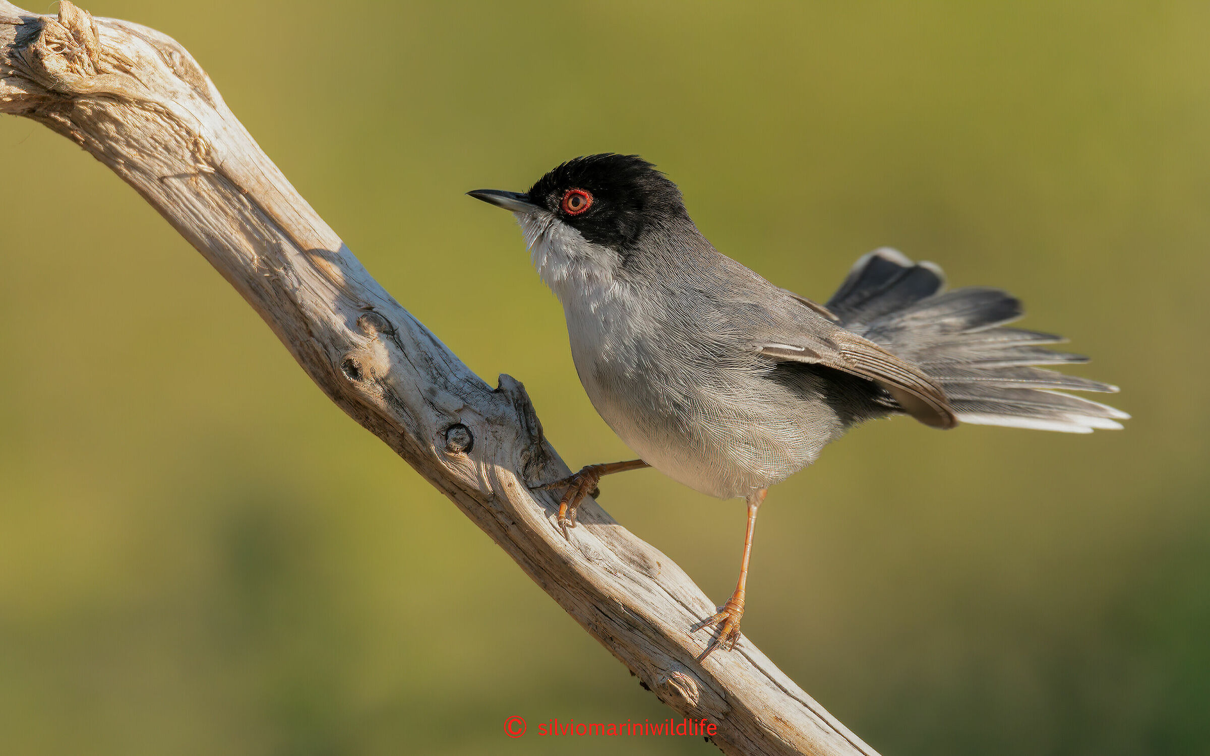 Occhiocotto  (Sylvia melanocephala)