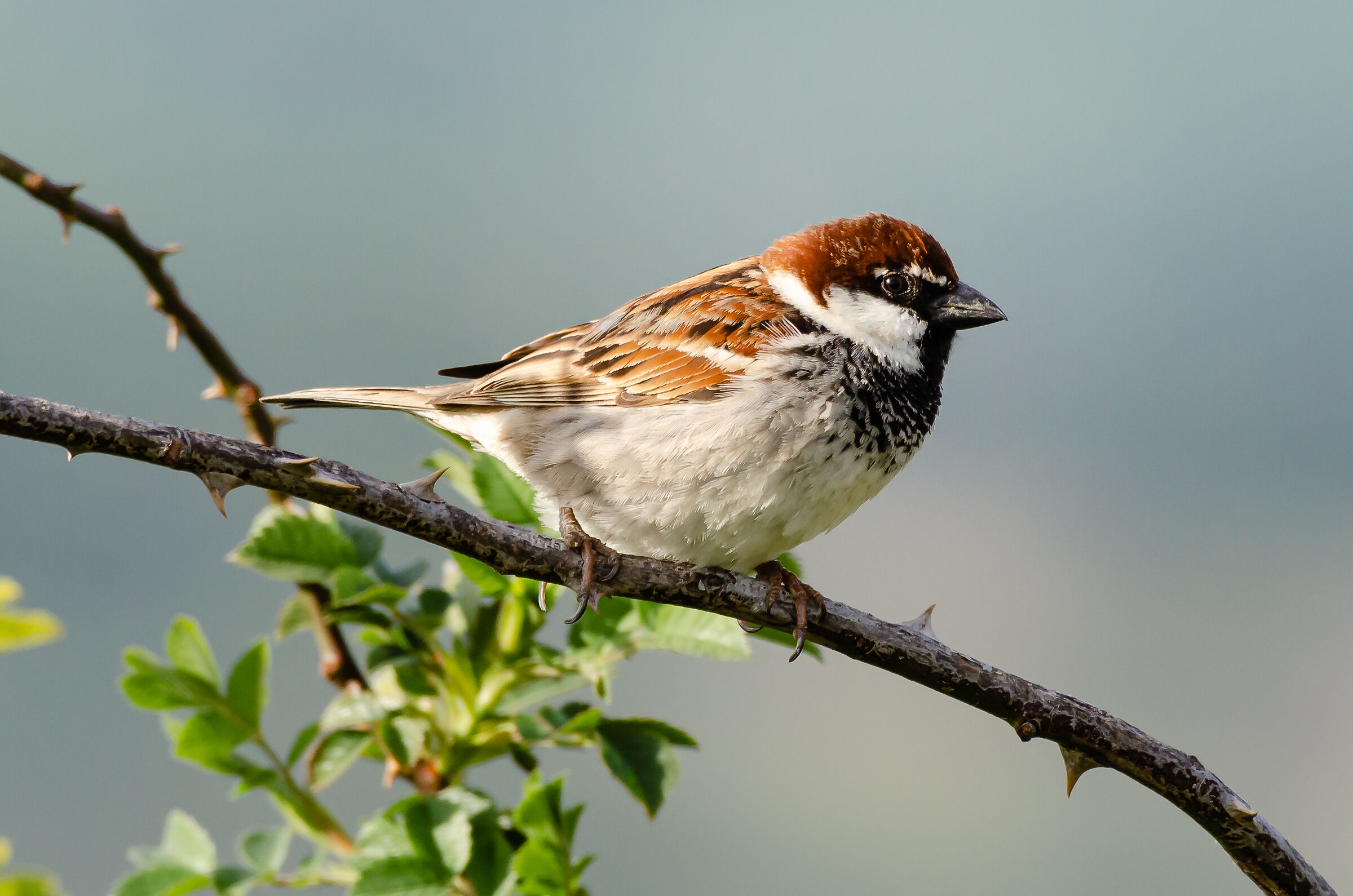 SPARROW IN QUARANTINE 2.0