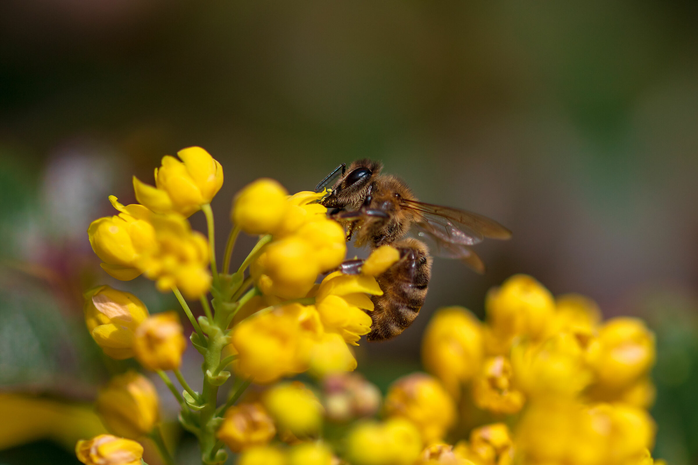 Ape di miele (Apis mellifera)