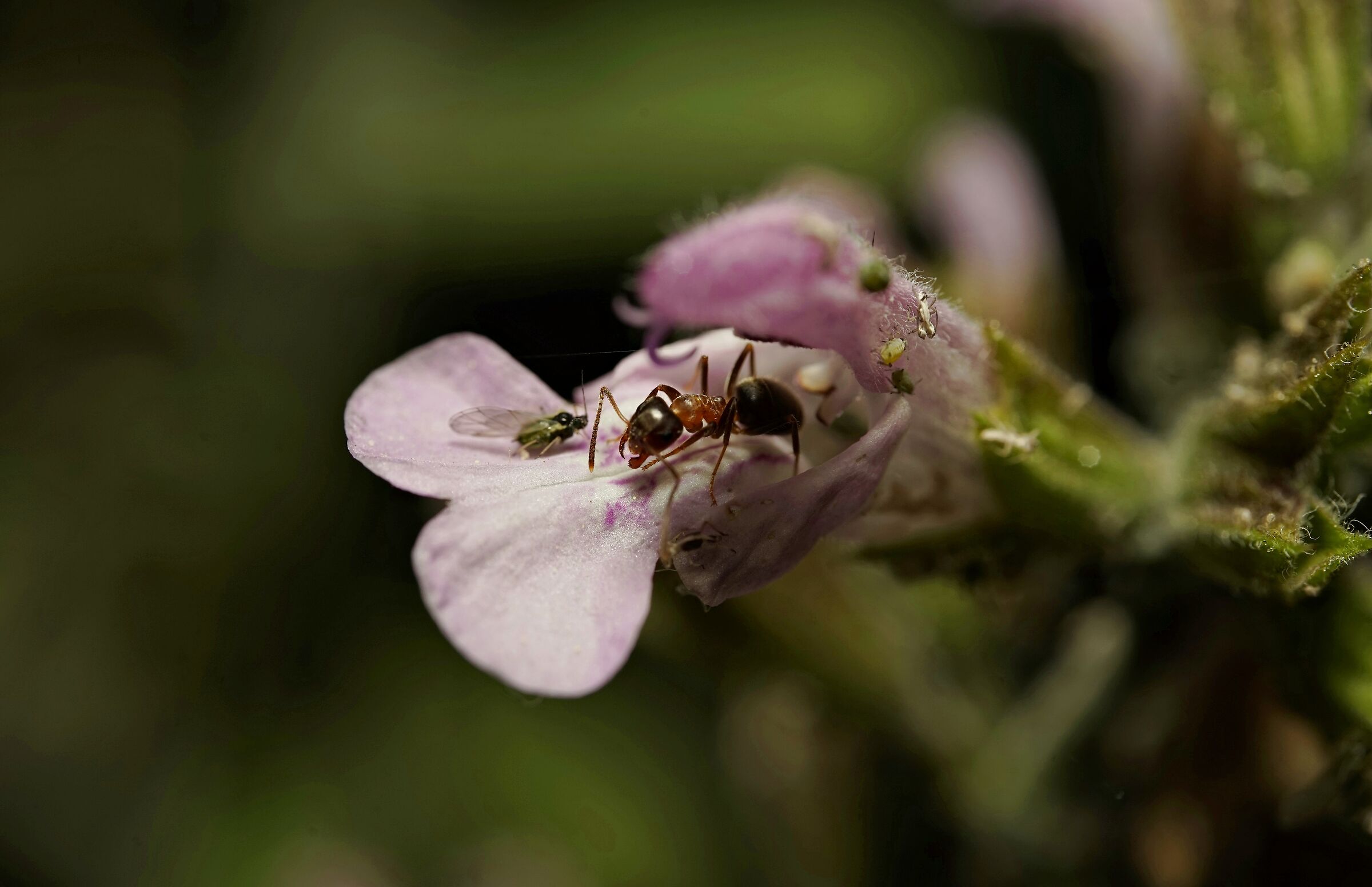 Prime attività in simbiosi tra afidi e formiche