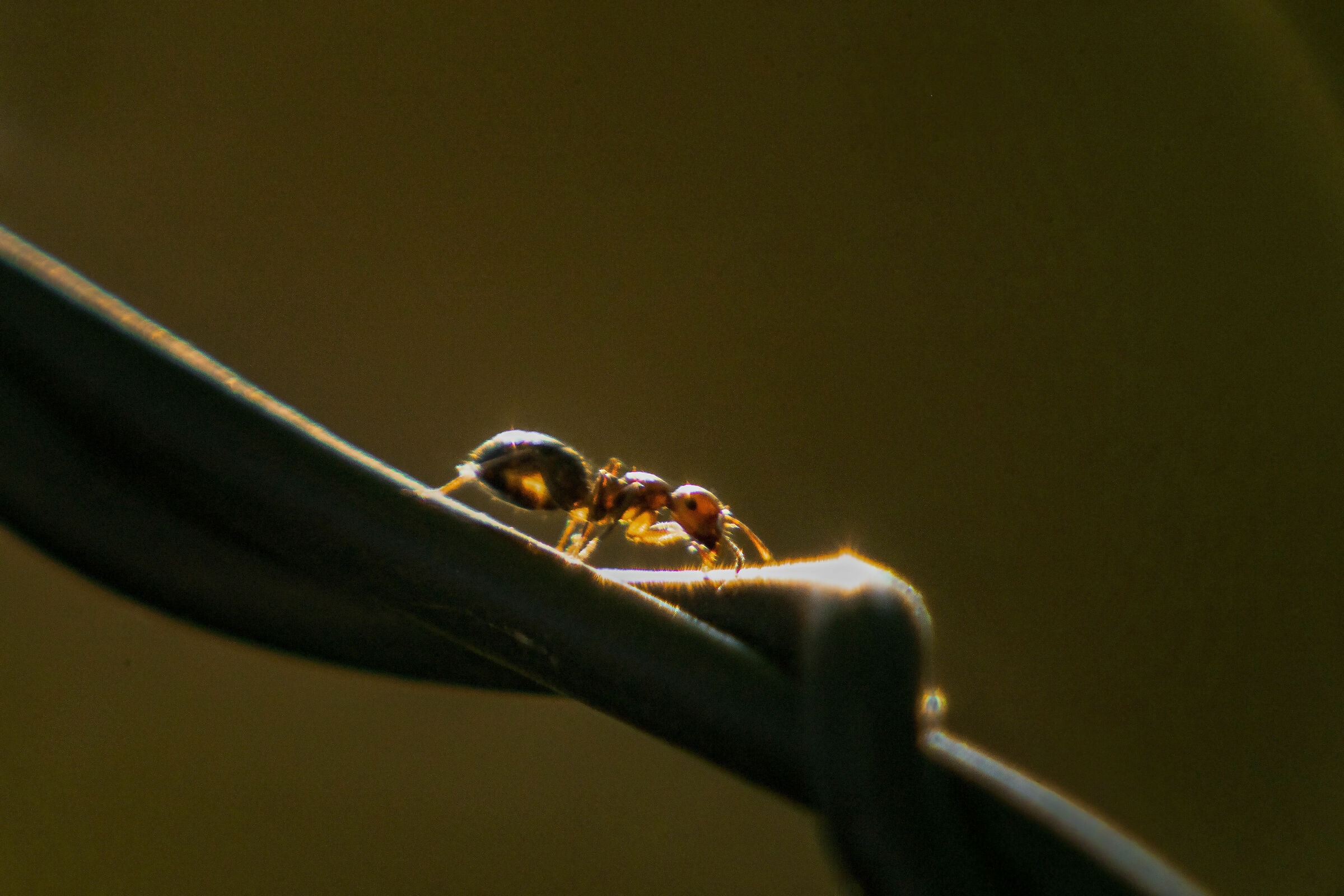 Passeggiata al tramonto