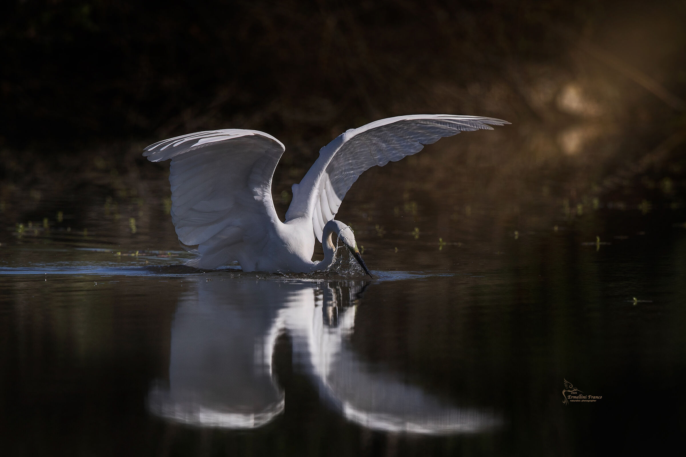 Airone bianco maggiore