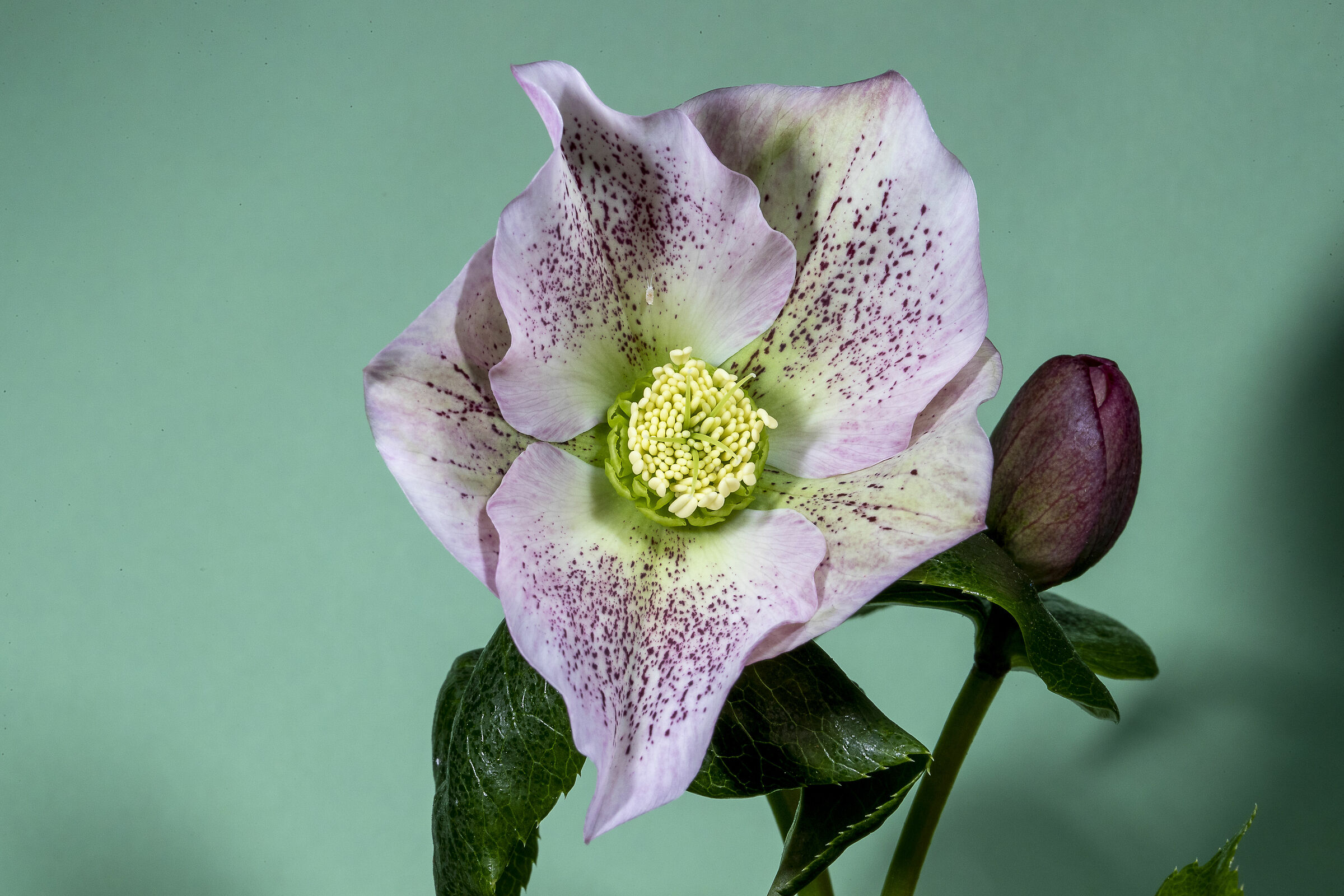 photos in balcony at the time of the coronavirus