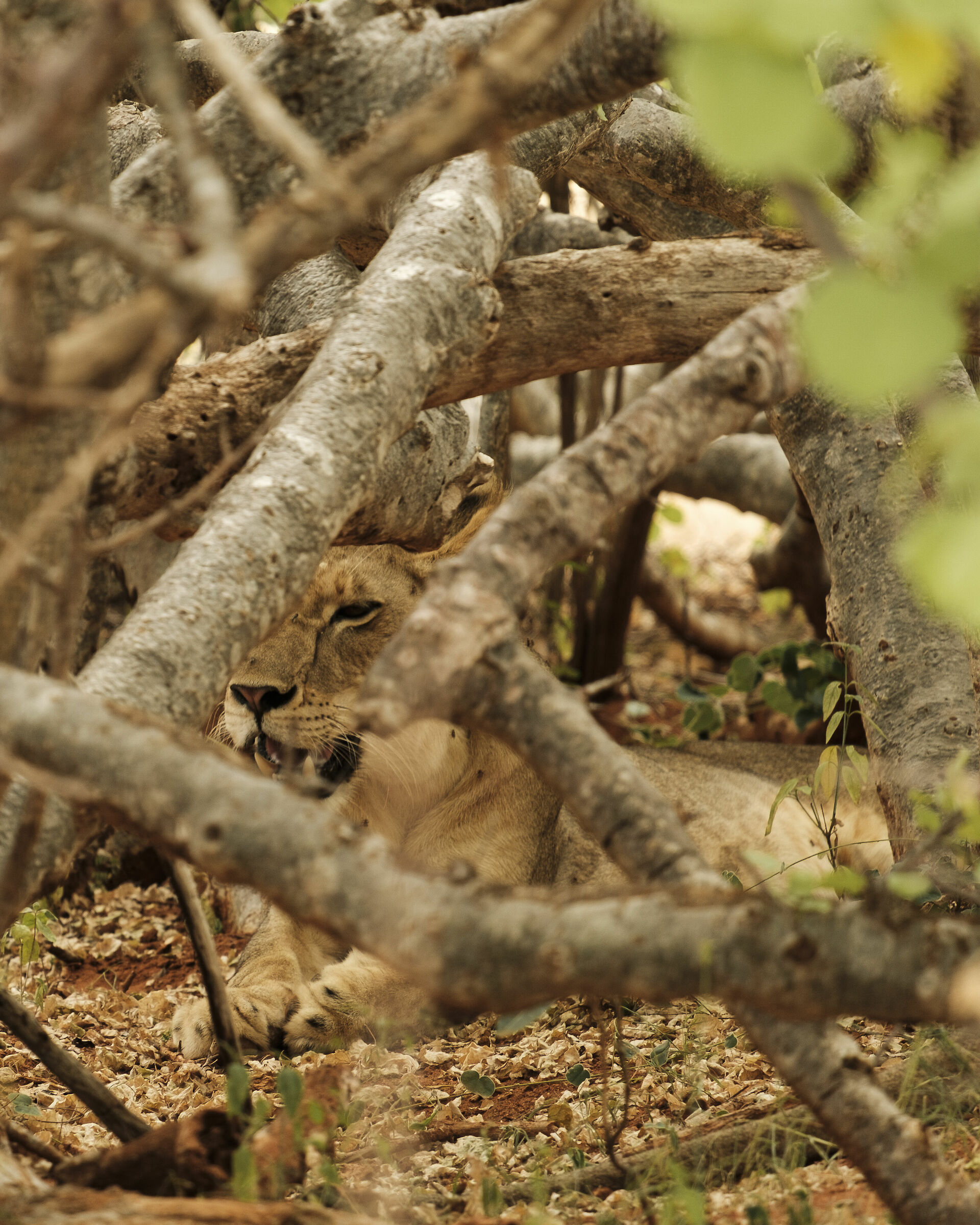 Camouflage - Tsavo East Nat. Park