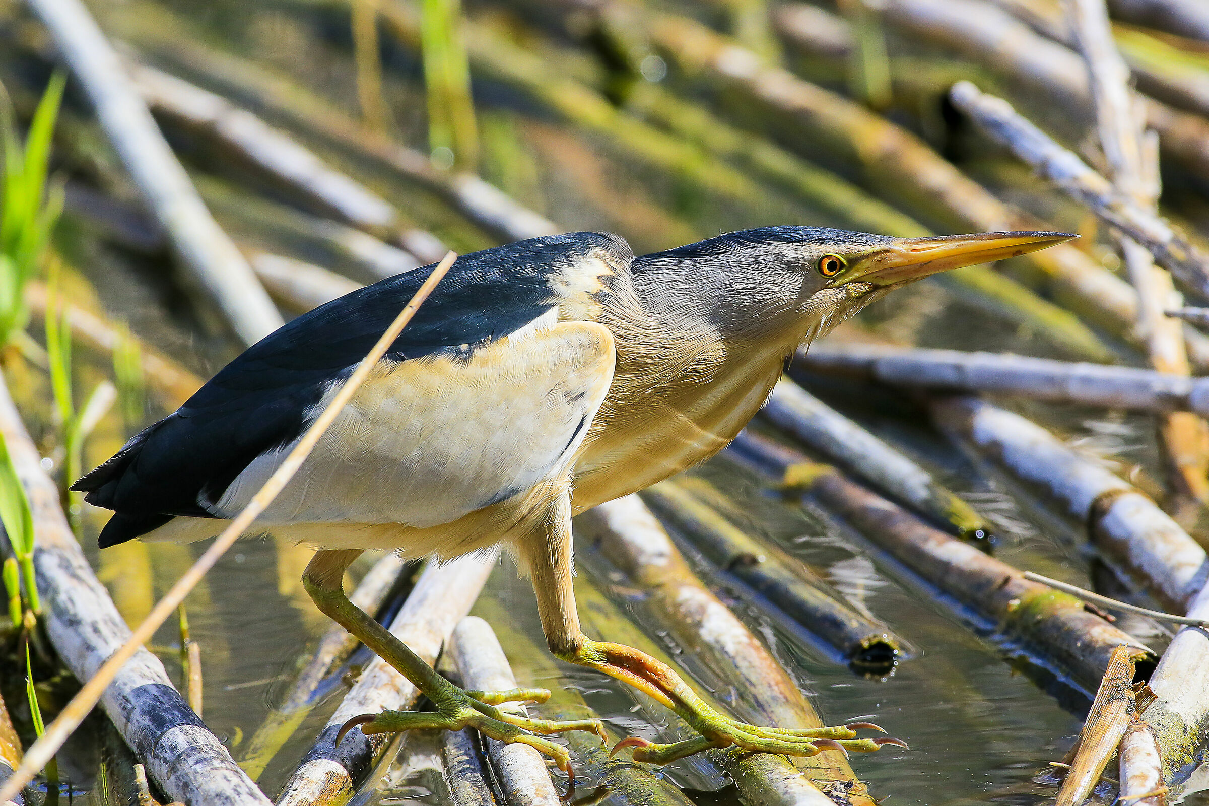 Tarabusino in hunting position