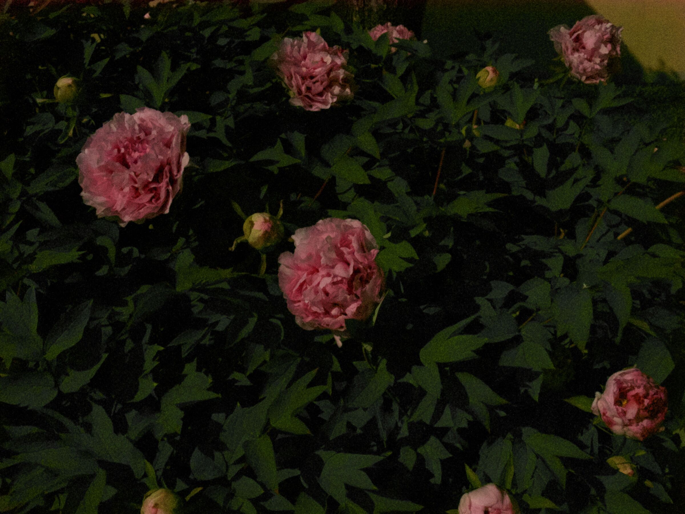 Moon chiar peonies 2