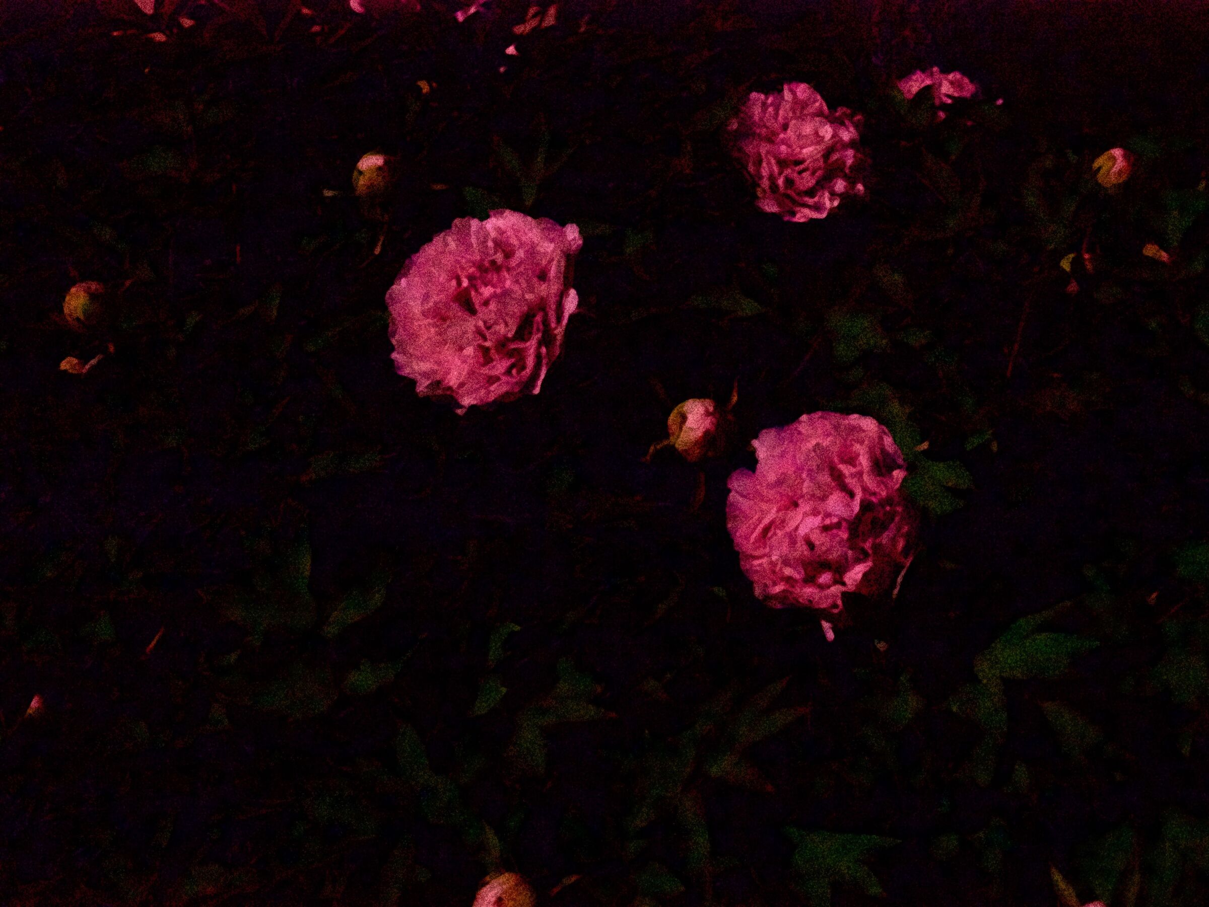 Moon chiar peonies 3