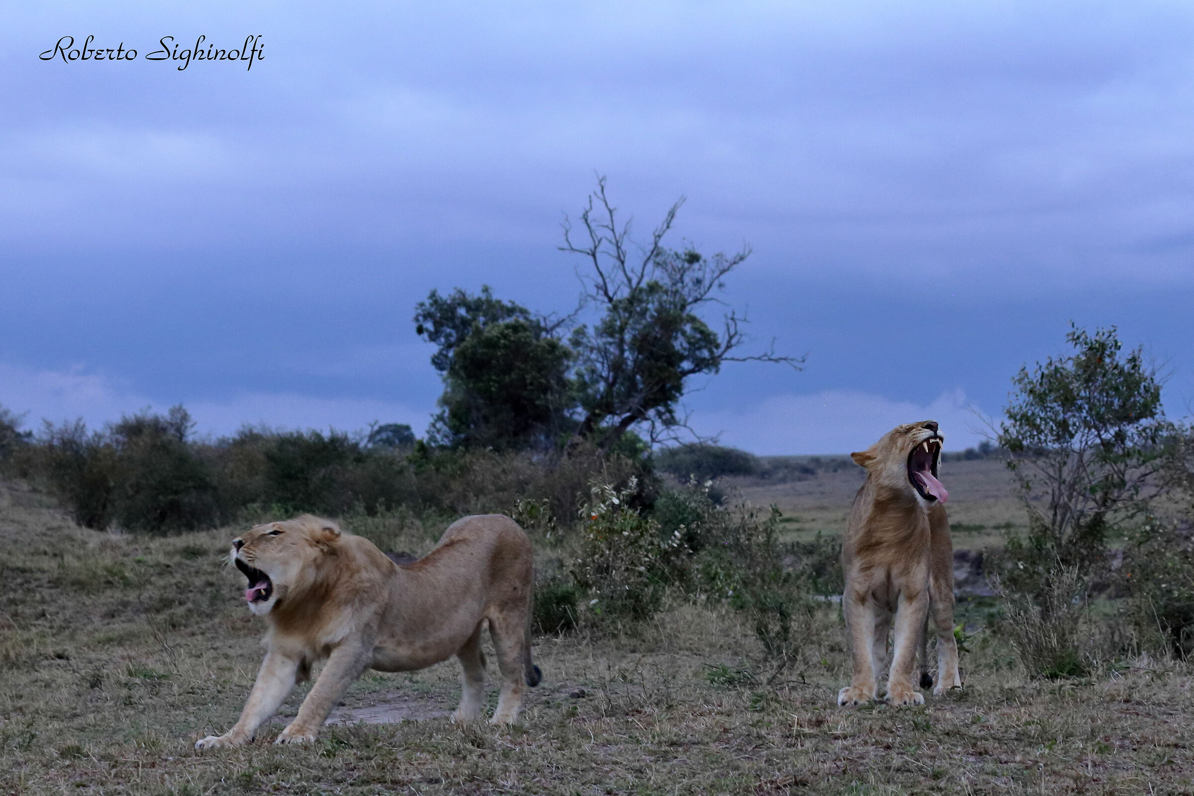 Couple lions at light drop 1