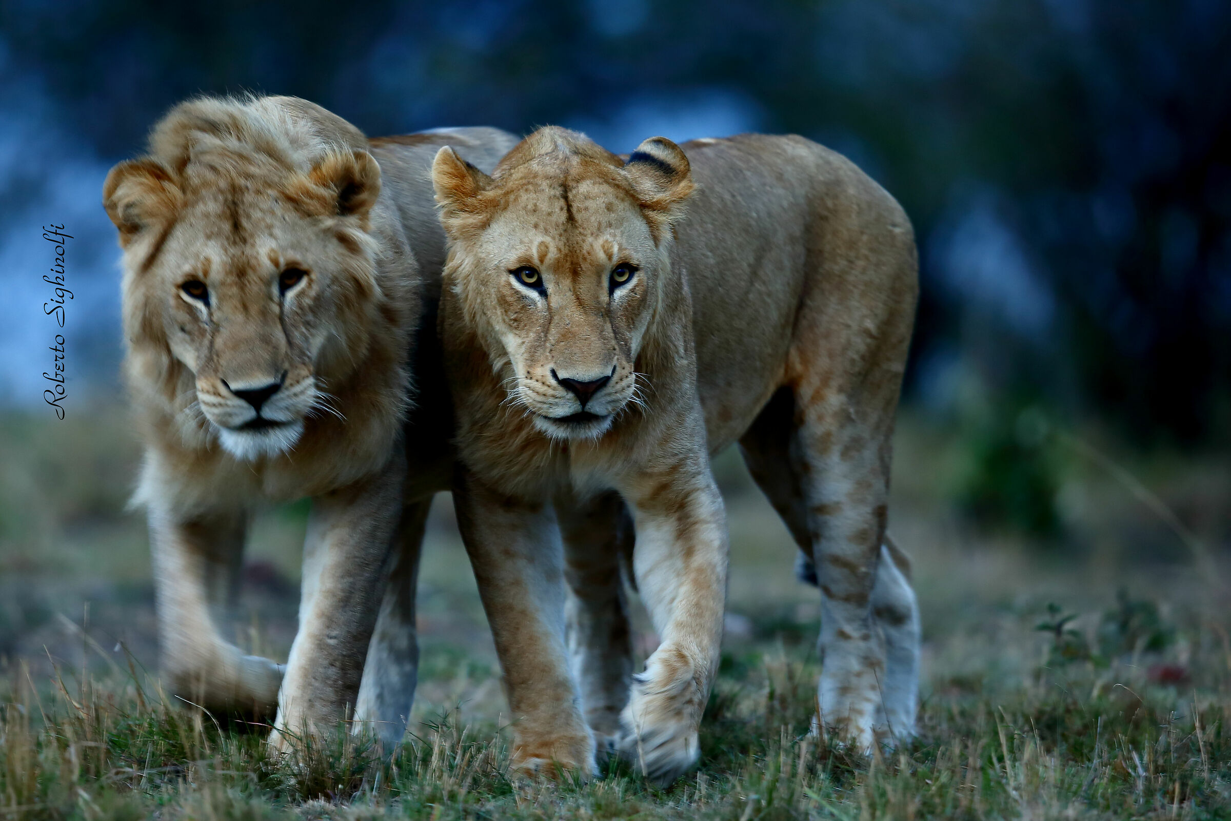 Couple lions at the drop of light 2