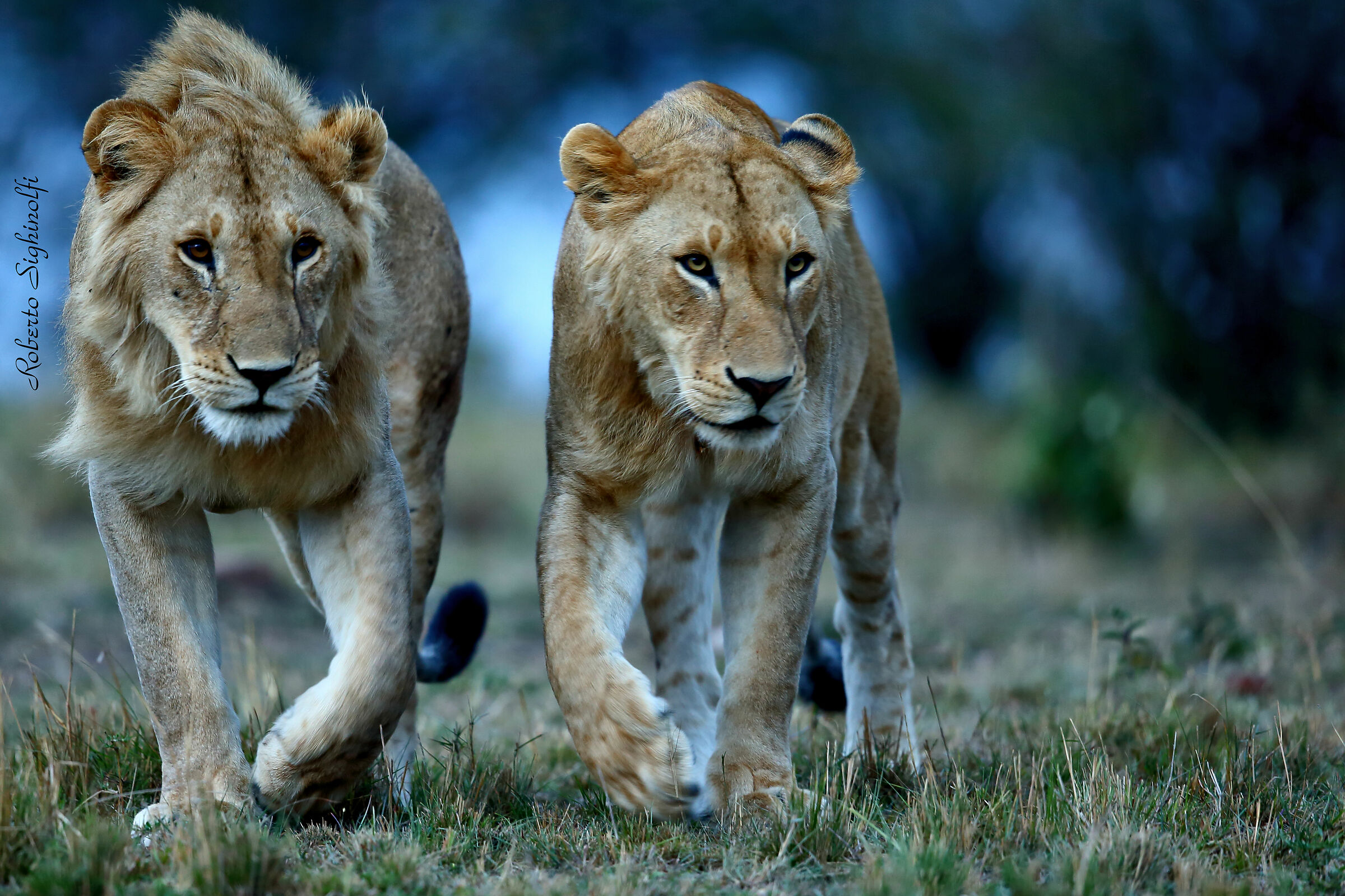 Couple lions at light drop 3