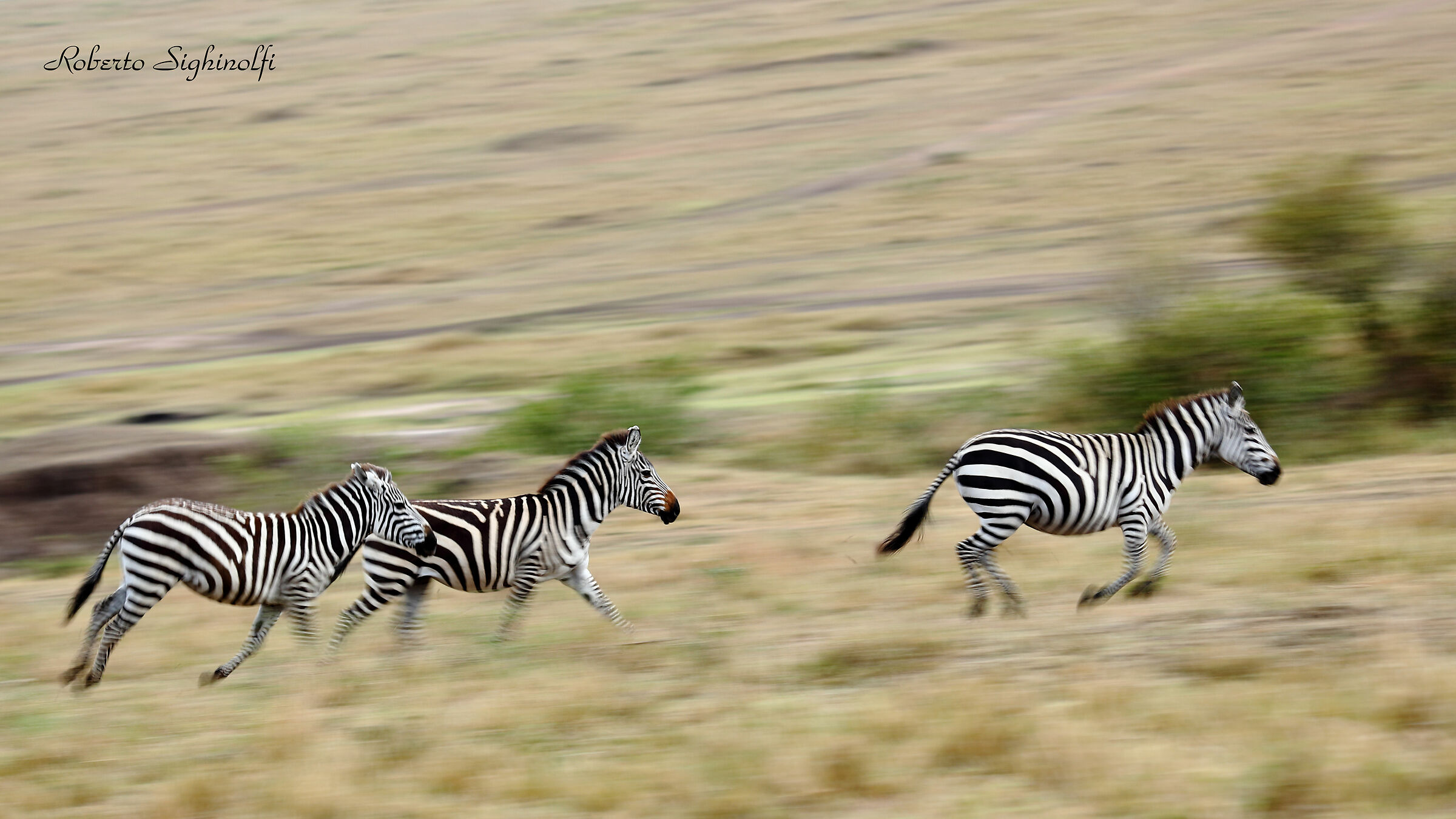Zebra panning in the running