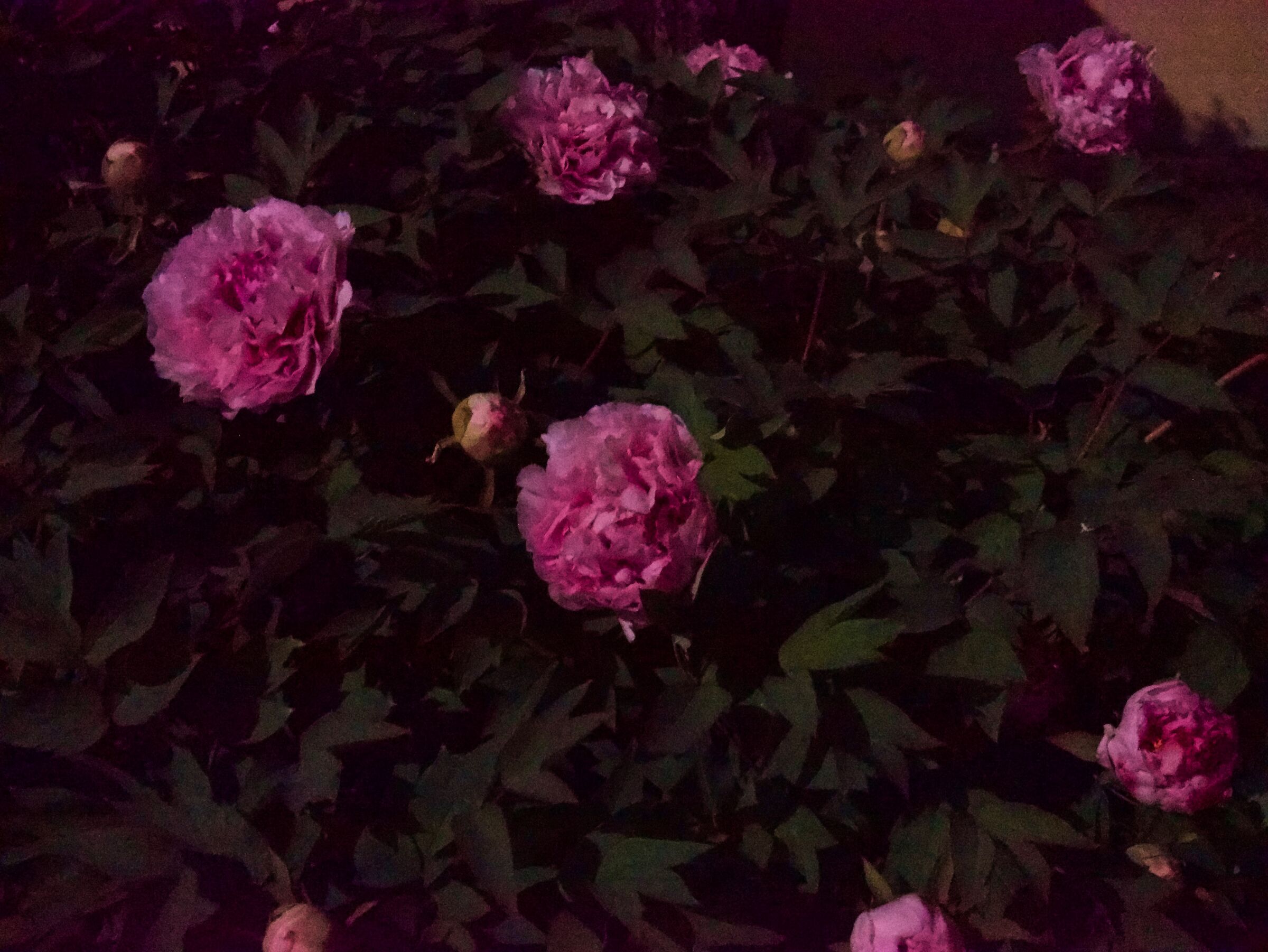 Moonlight Peonies 4